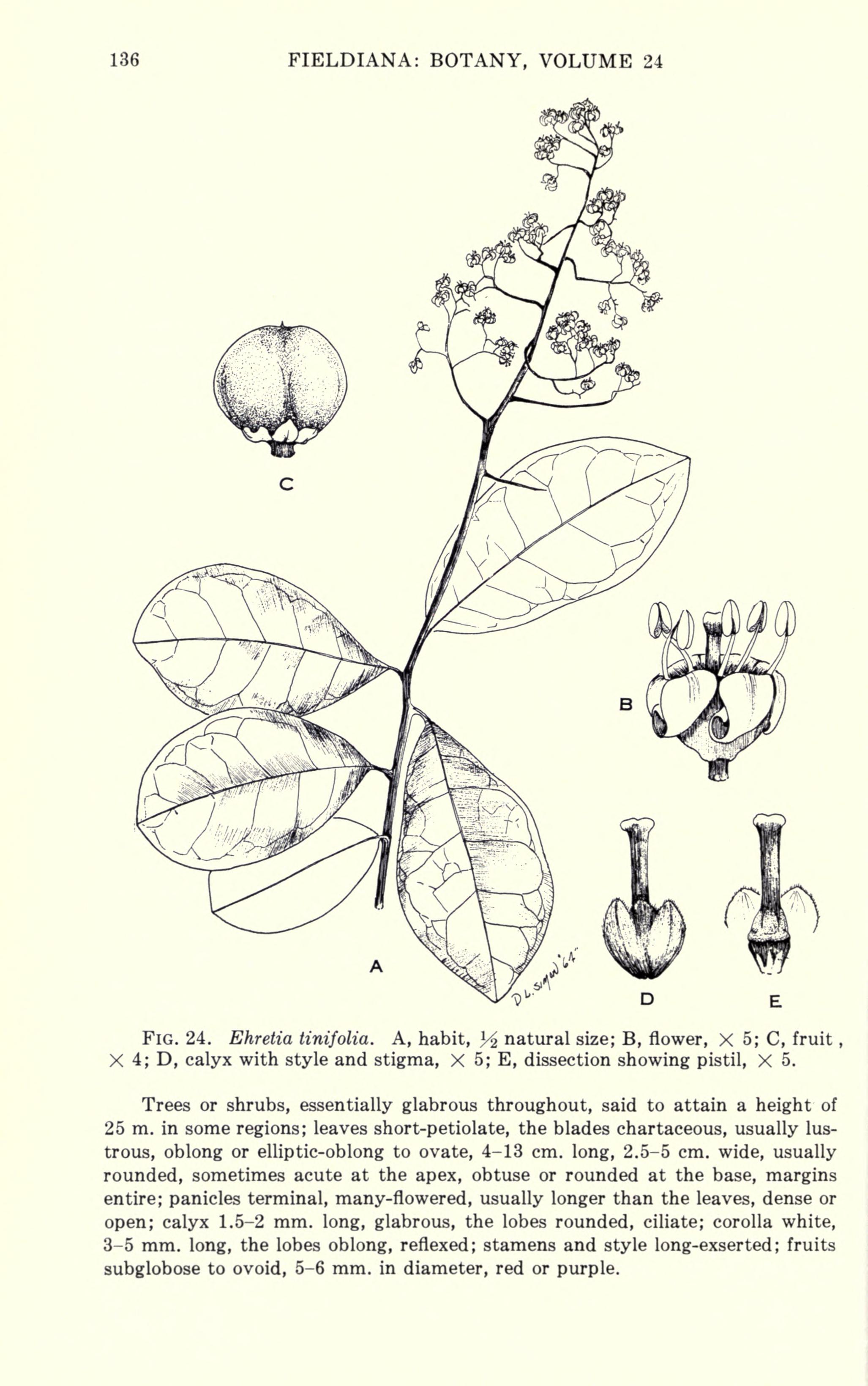 no full size  illustration available (3a)