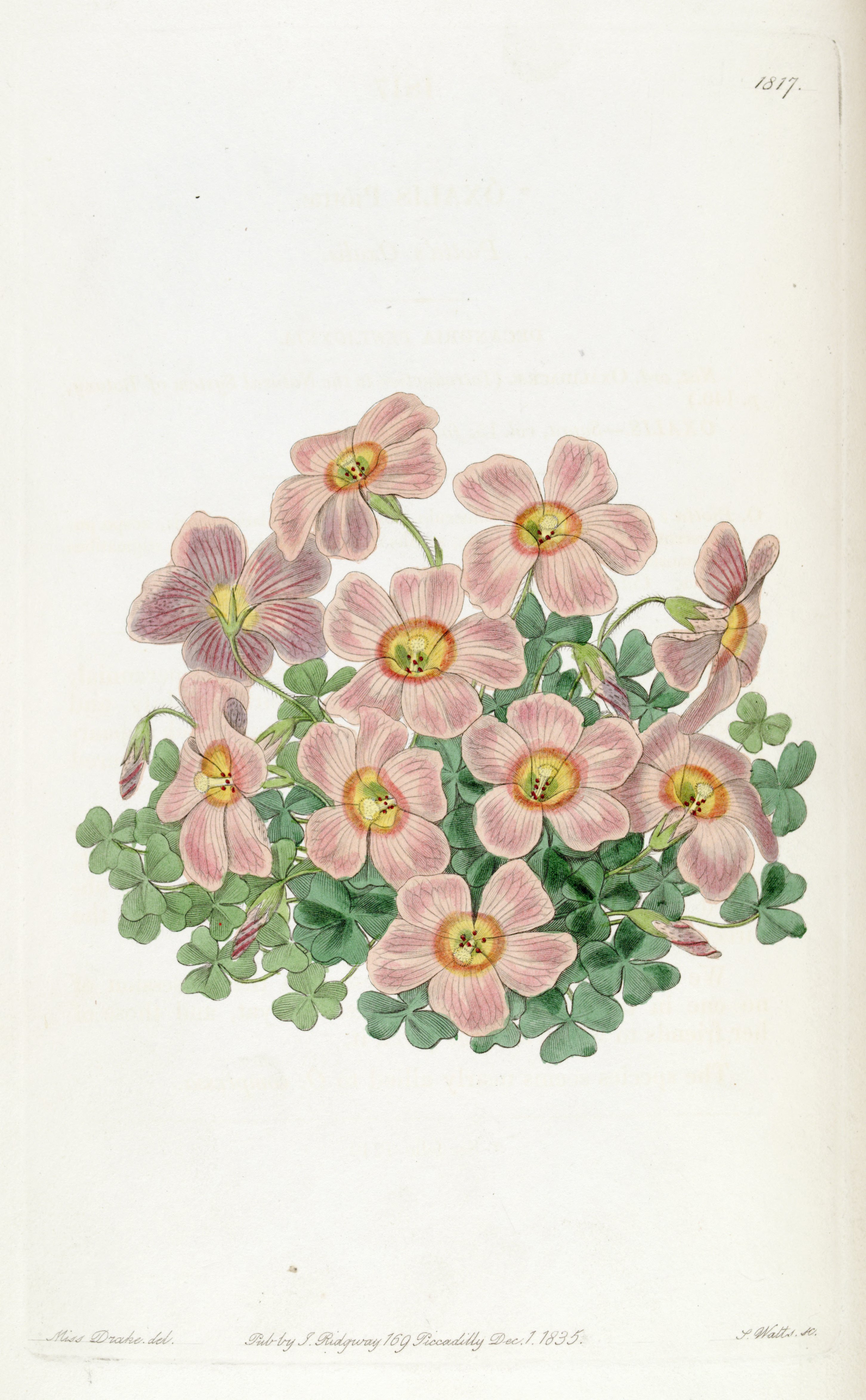 no full size  illustration available (3a)