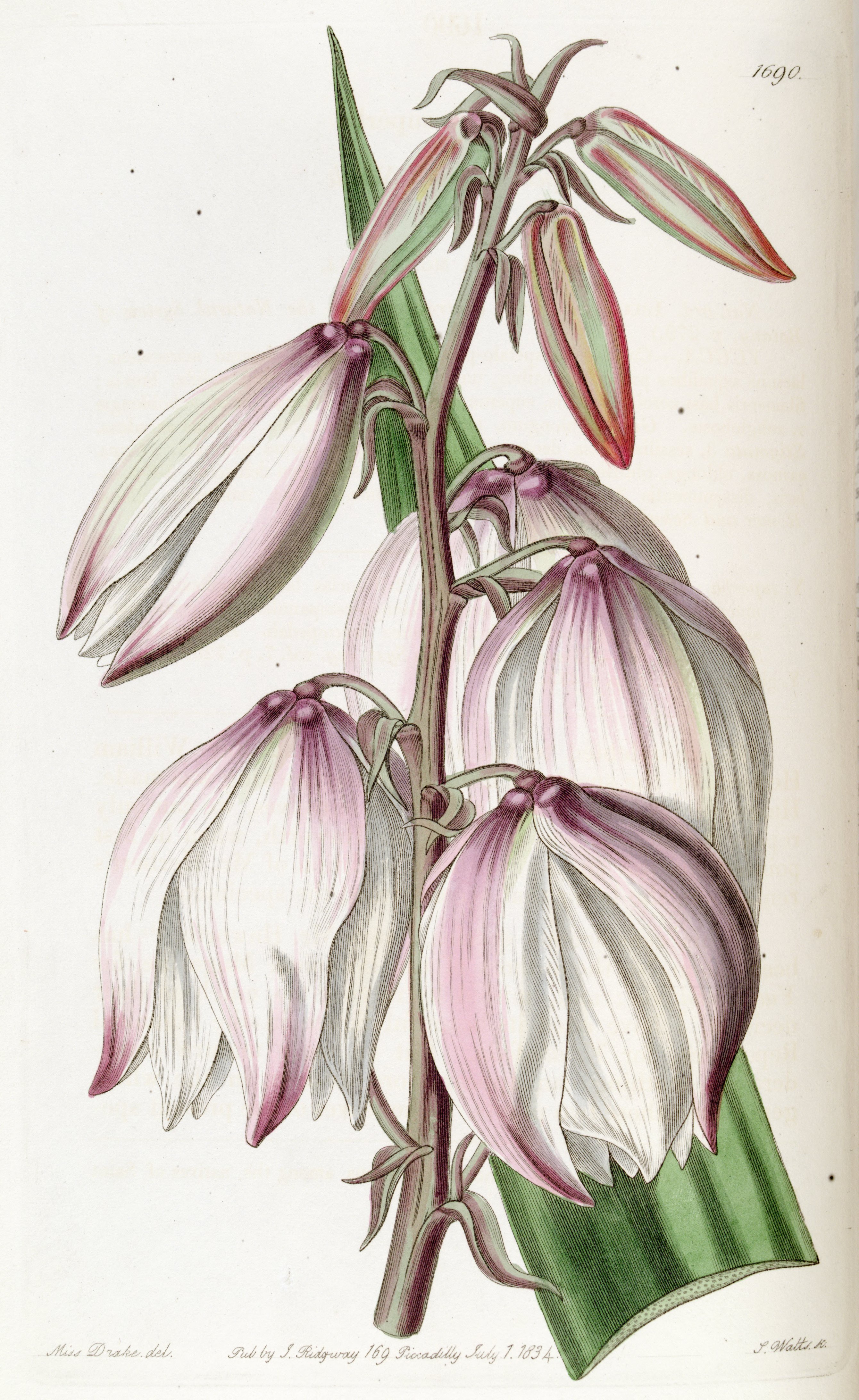 no full size  illustration available (3a)