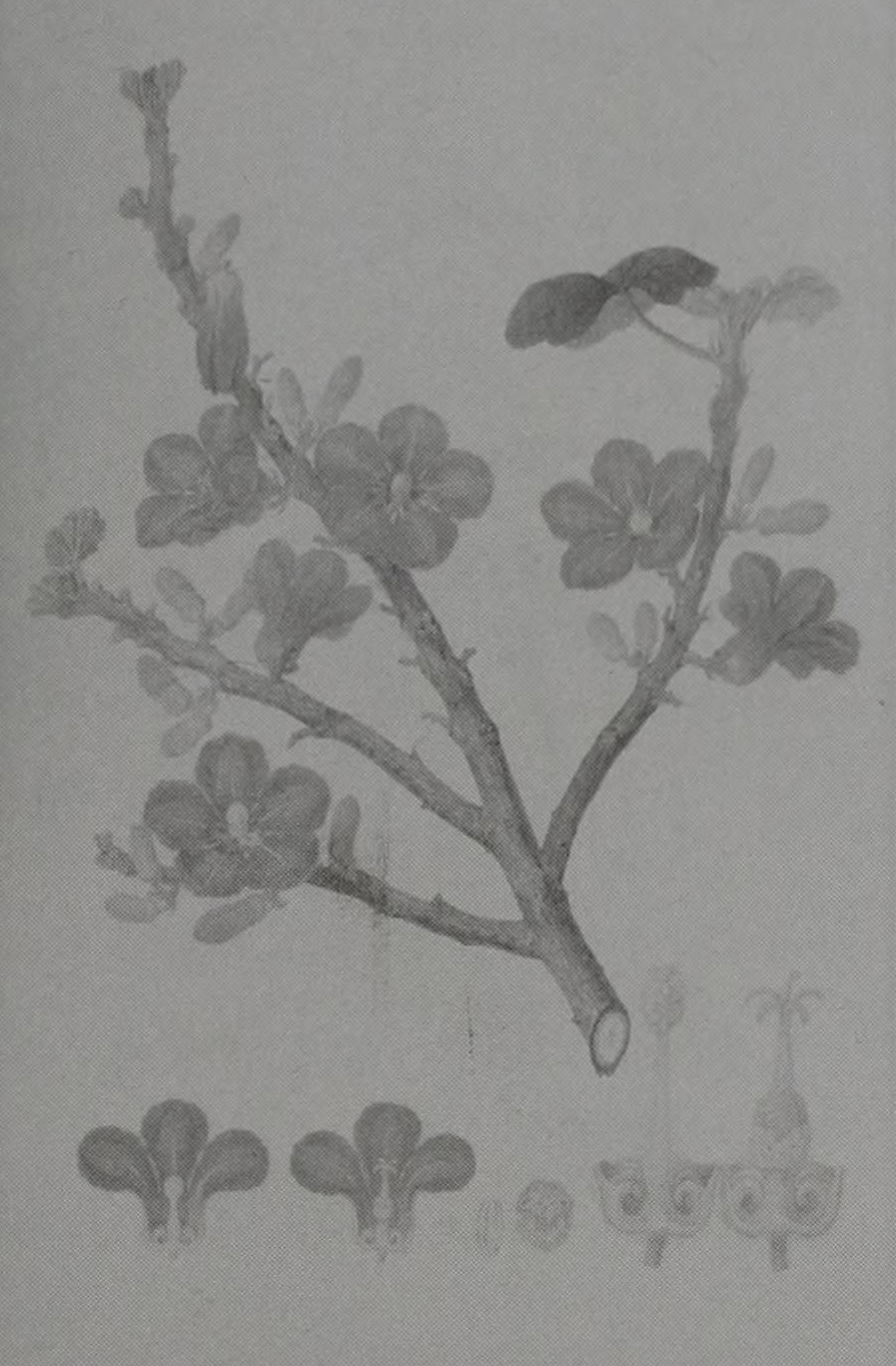 no full size  illustration available (3a)