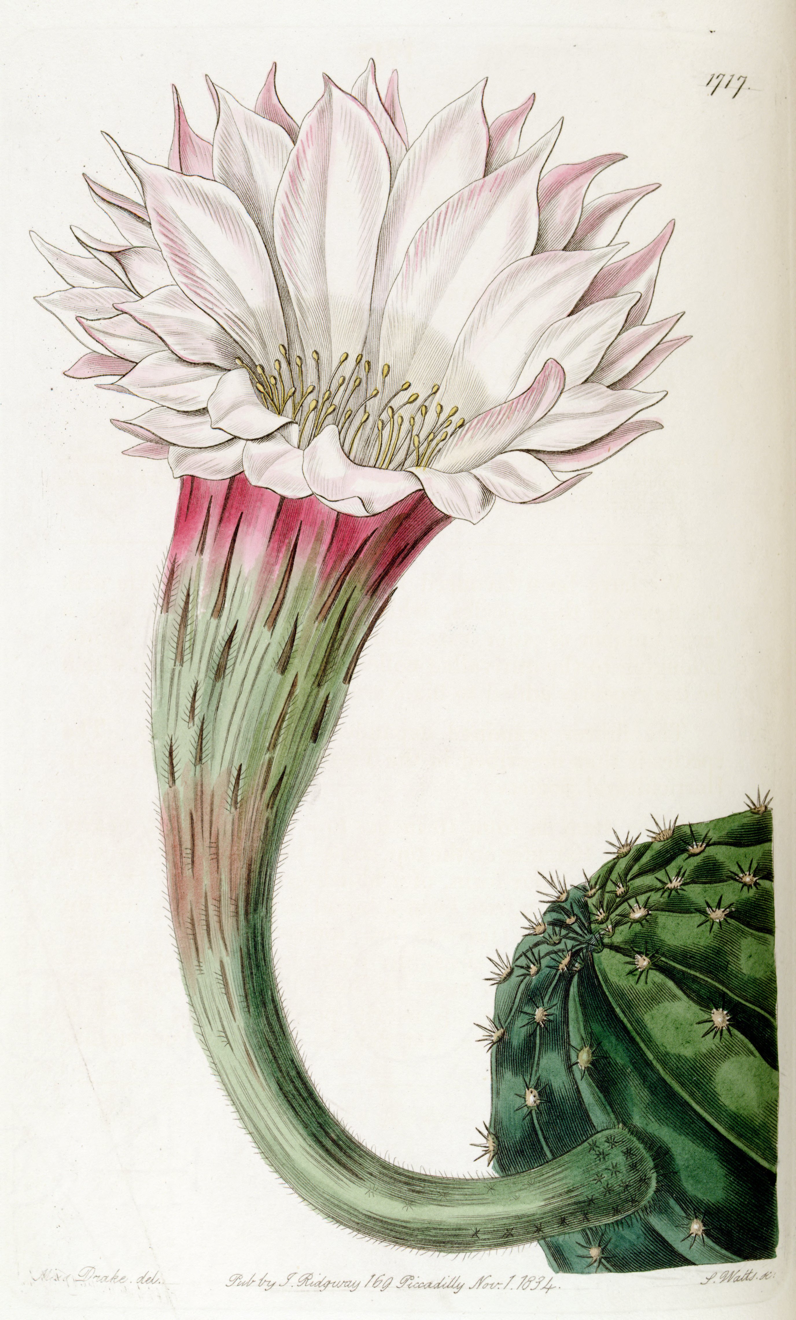 no full size  illustration available (3a)