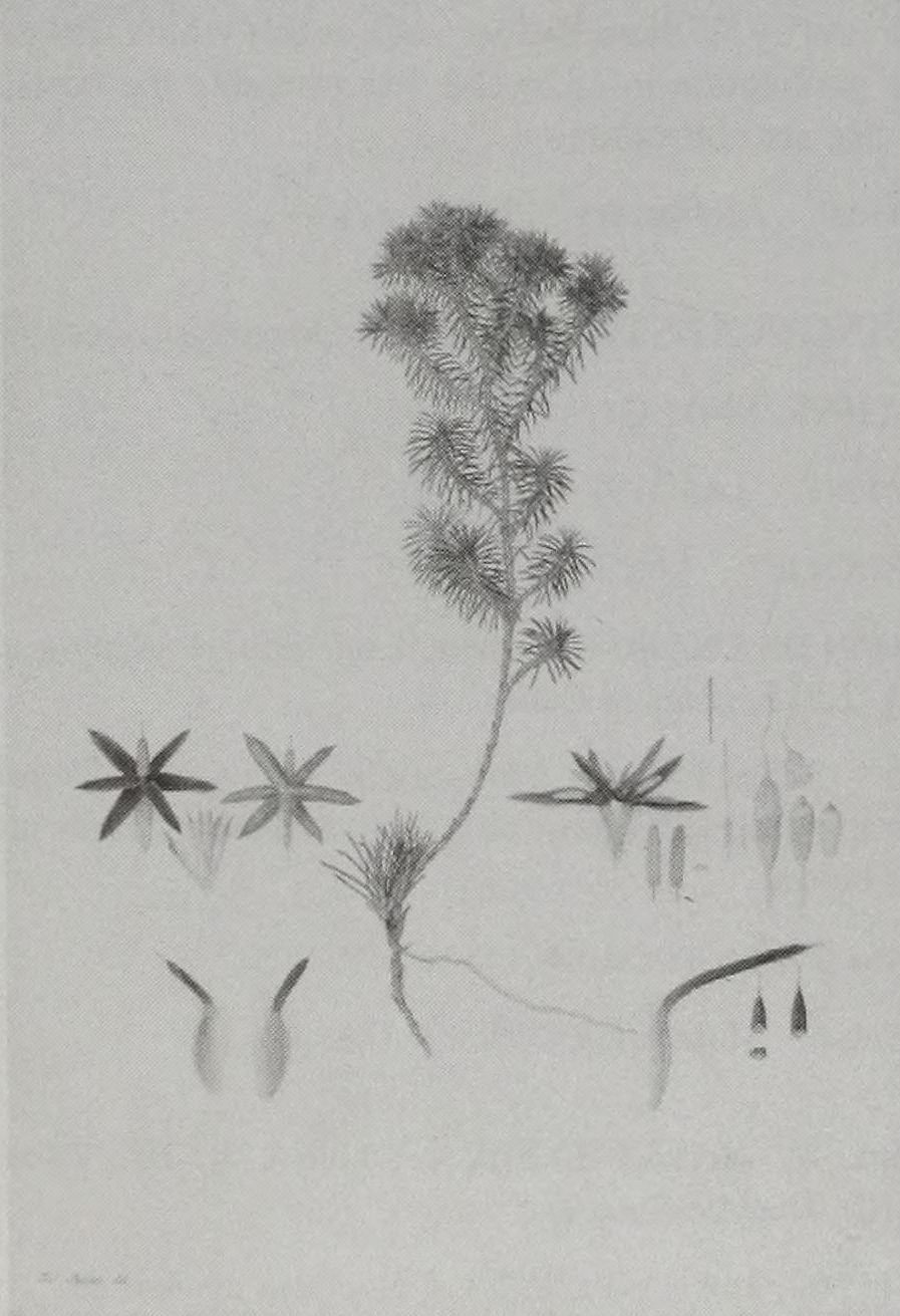 no full size  illustration available (3a)