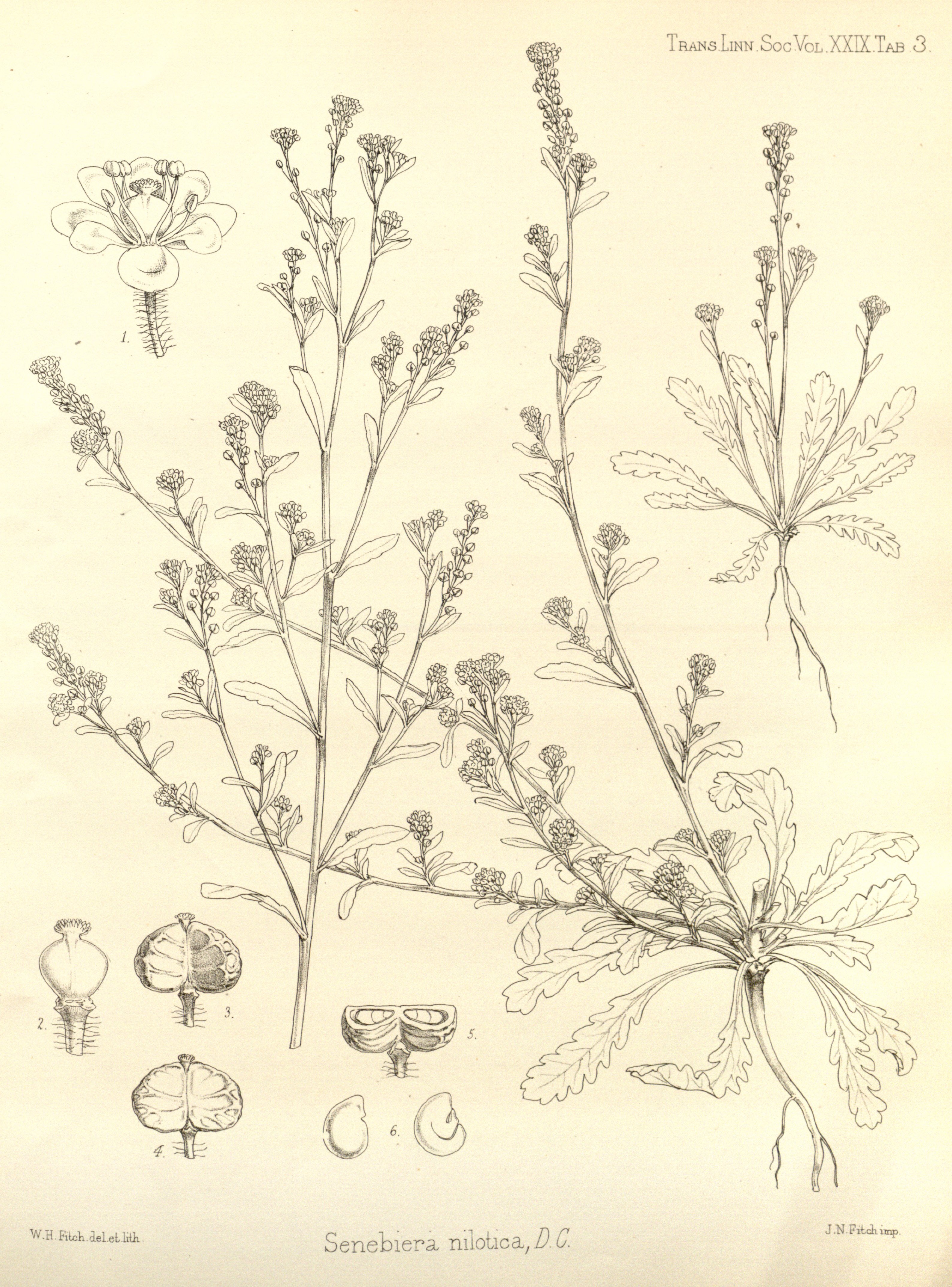 no full size  illustration available (3a)