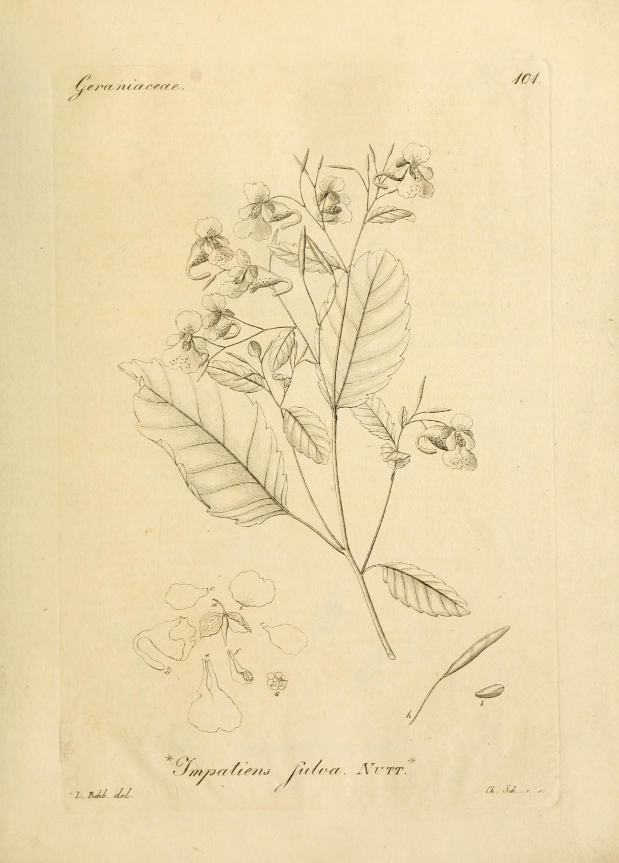 no full size  illustration available (3a)