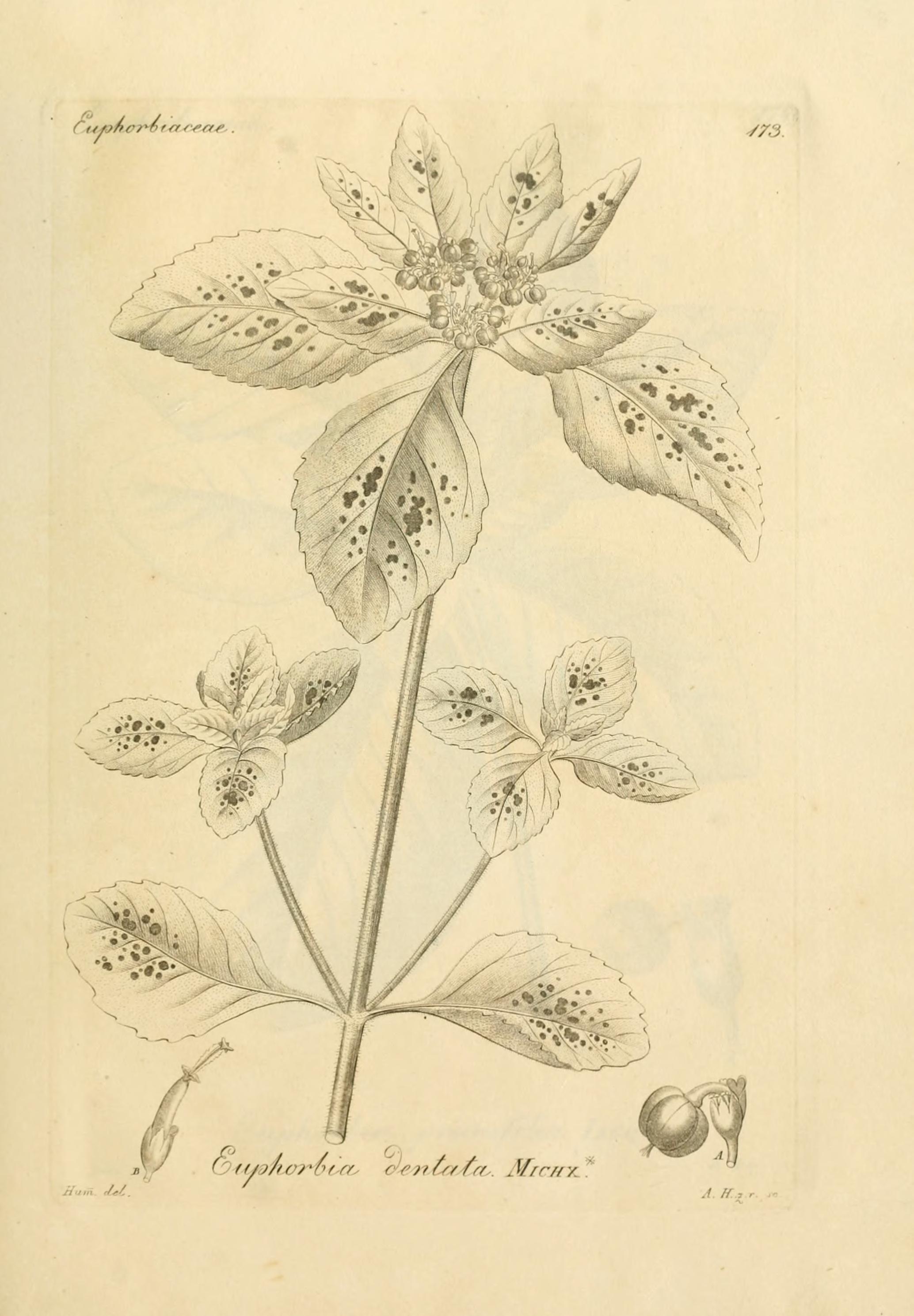 no full size  illustration available (3a)