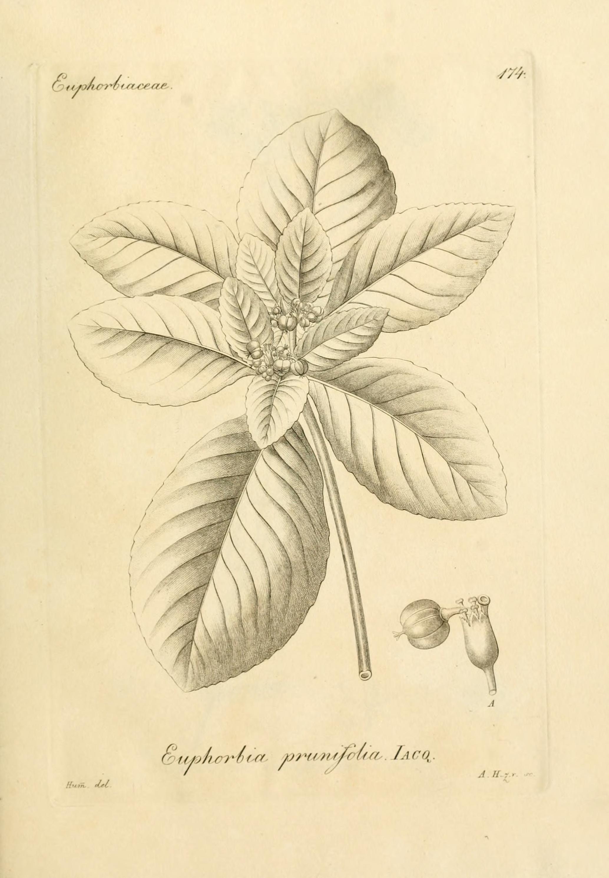 no full size  illustration available (3a)