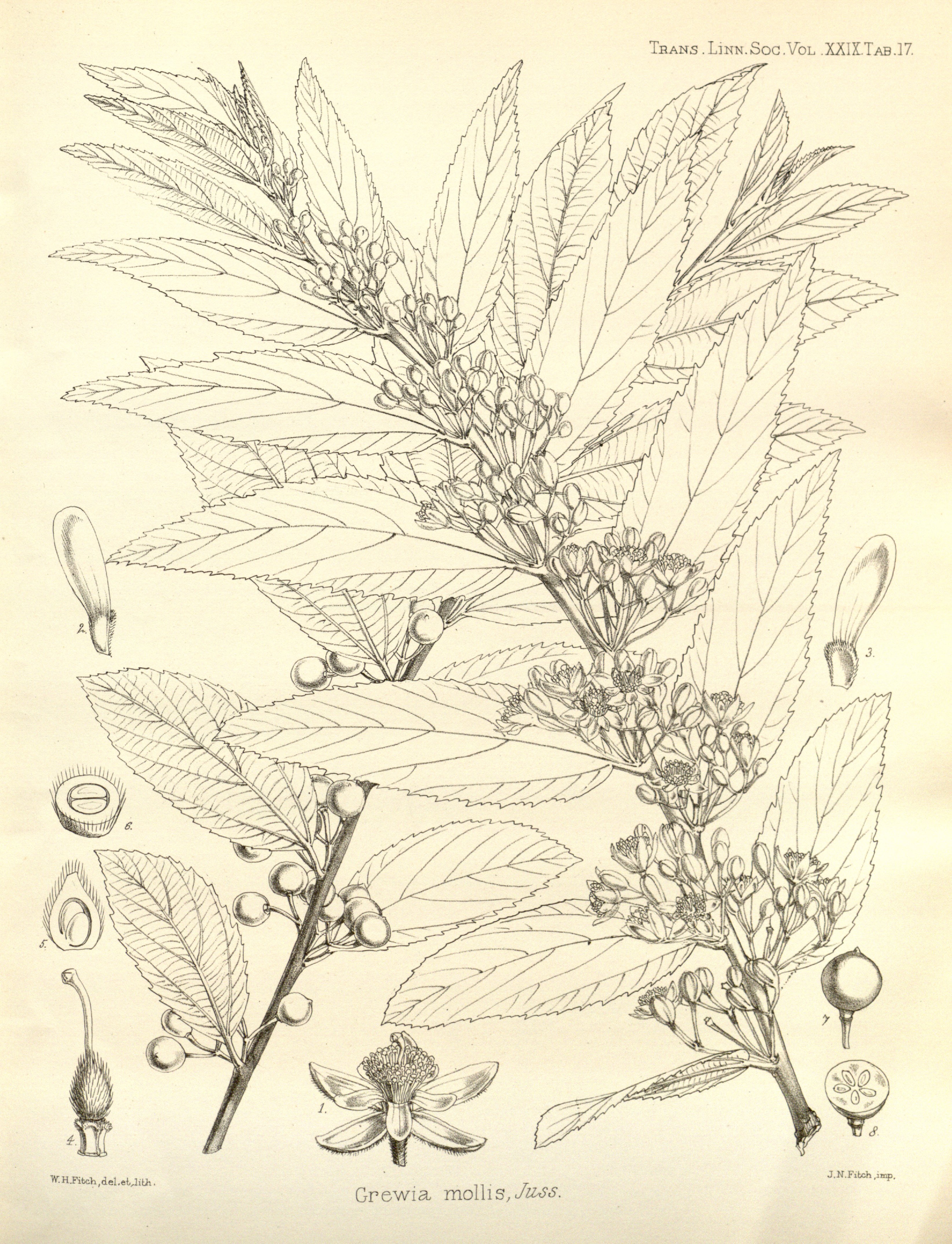 no full size  illustration available (3a)