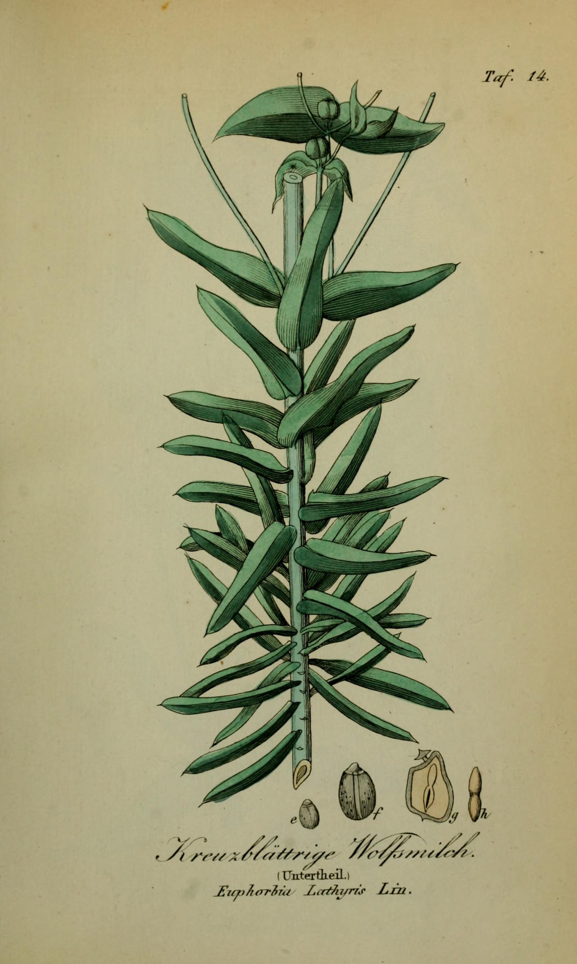 no full size  illustration available (3a)