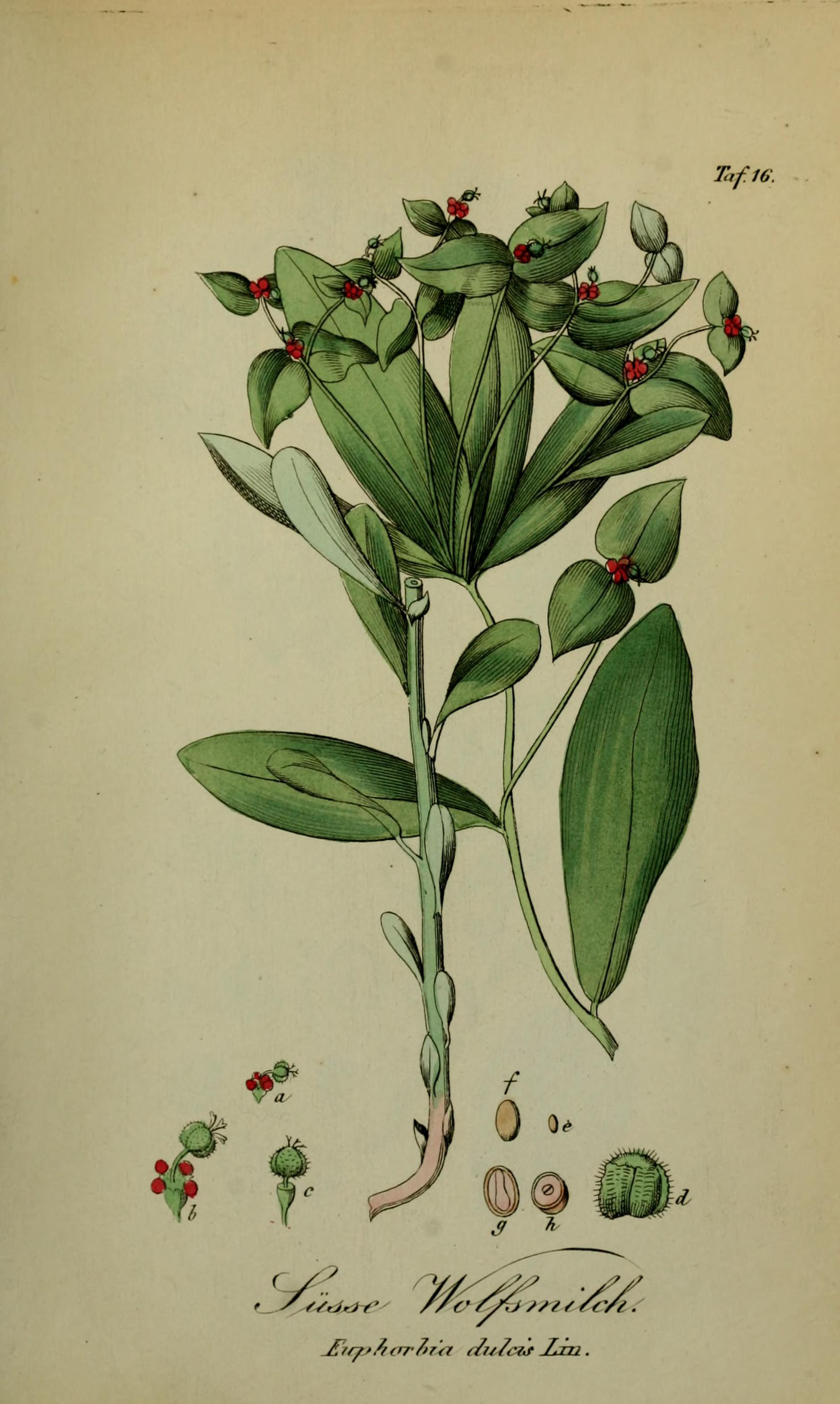 no full size  illustration available (3a)