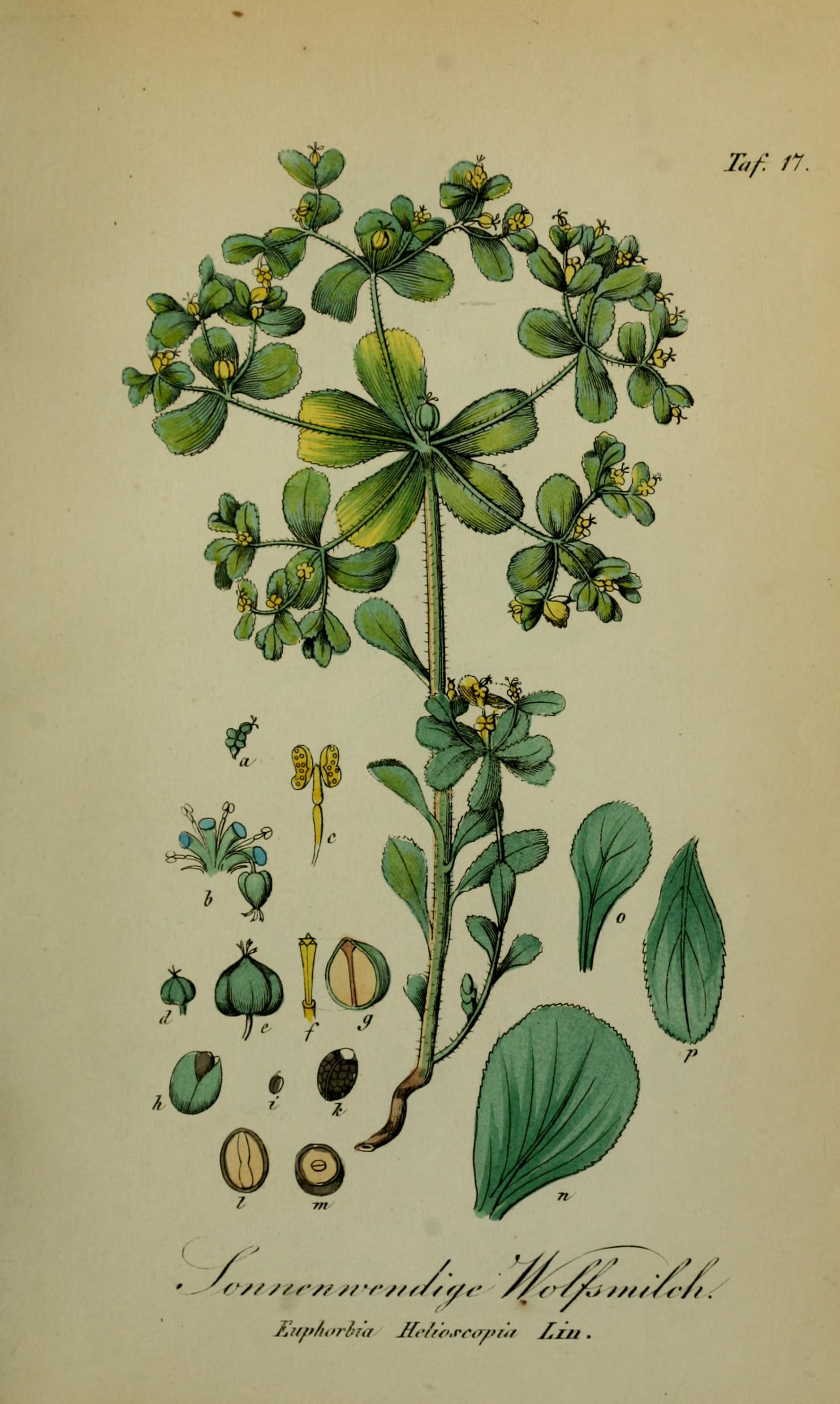 no full size  illustration available (3a)