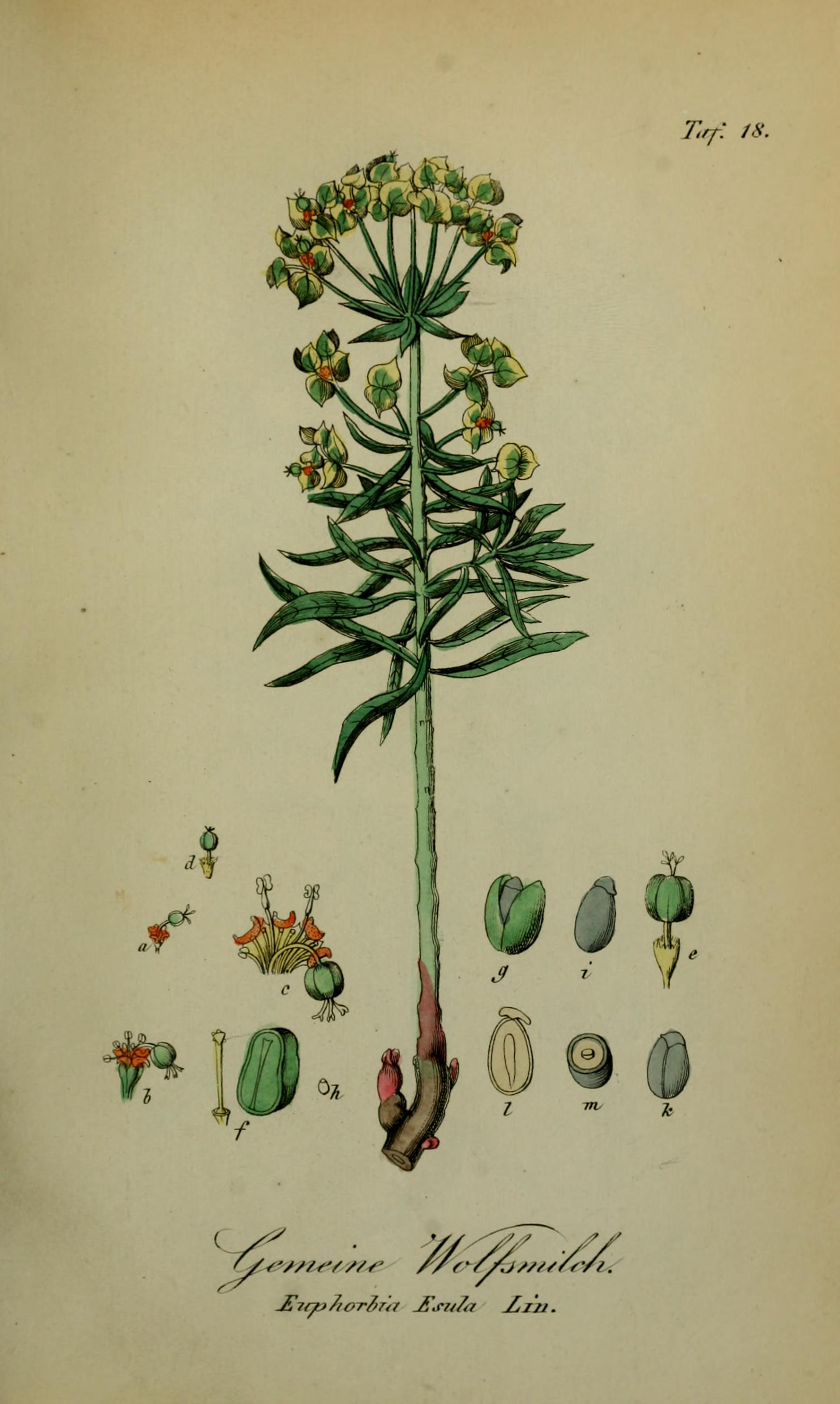 no full size  illustration available (3a)