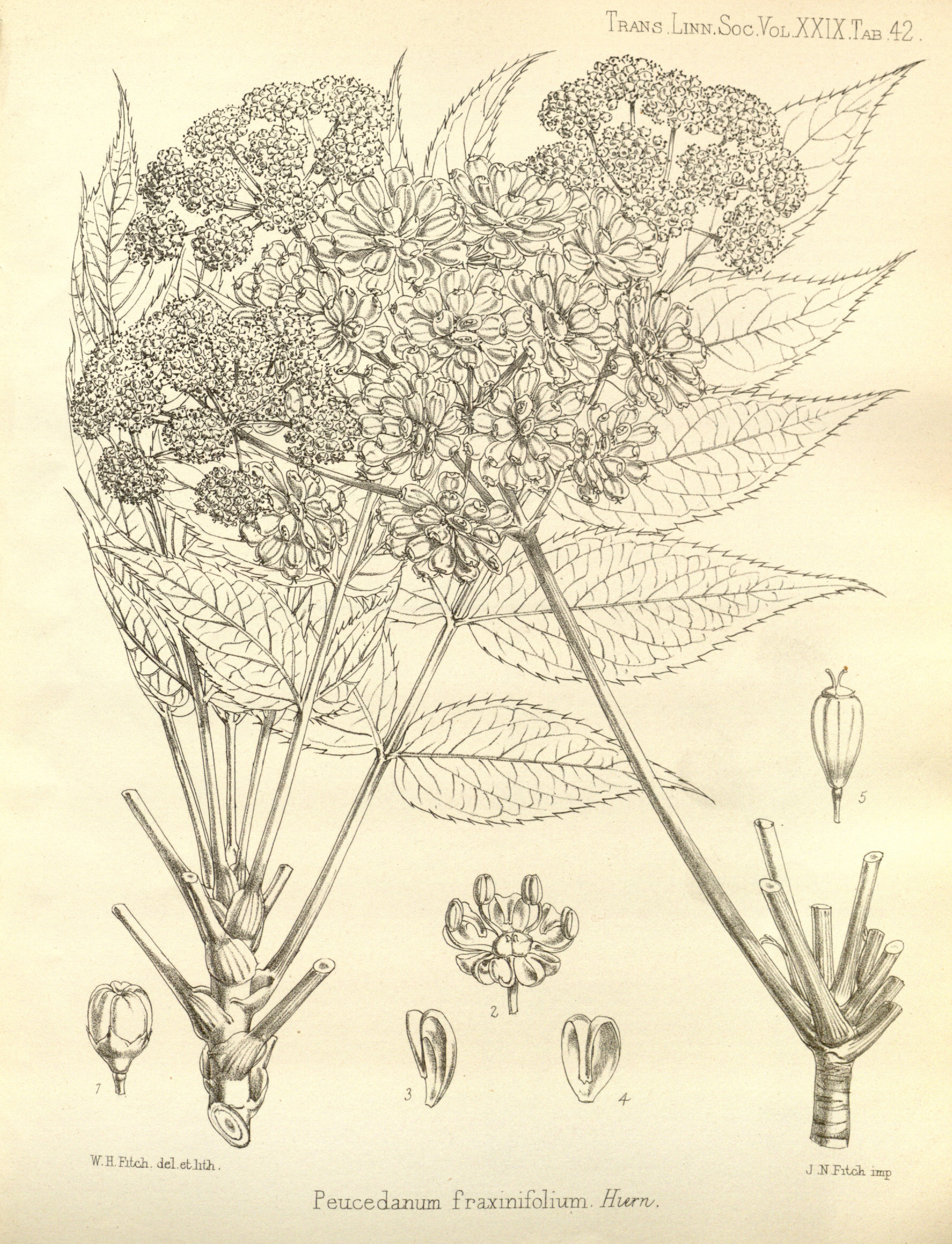 no full size  illustration available (3a)