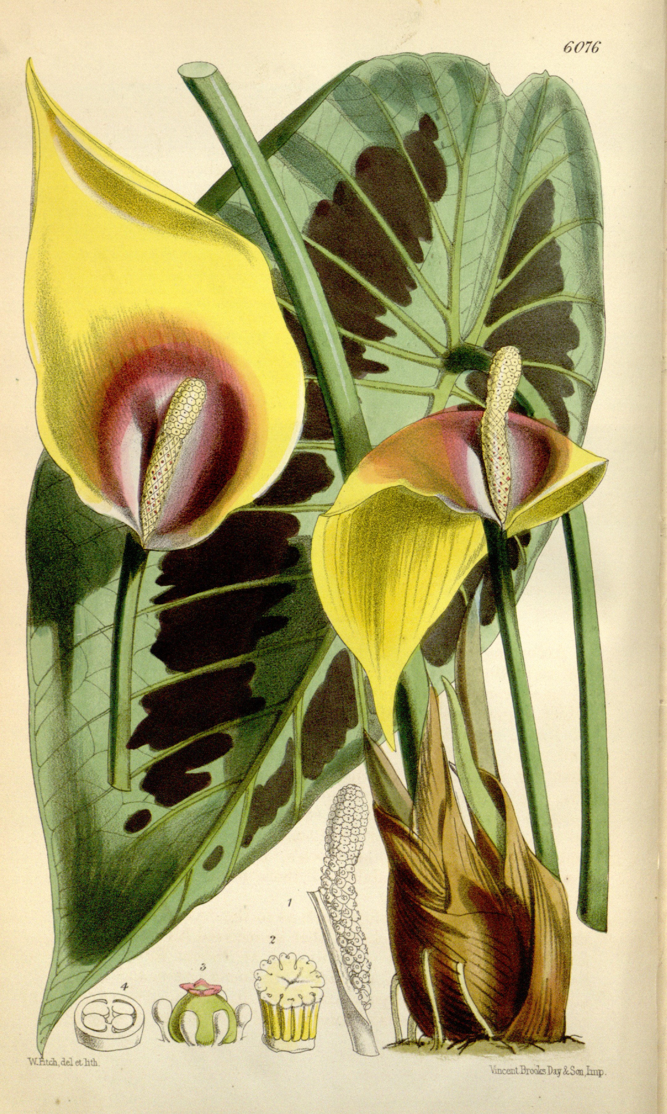 no full size  illustration available (3a)