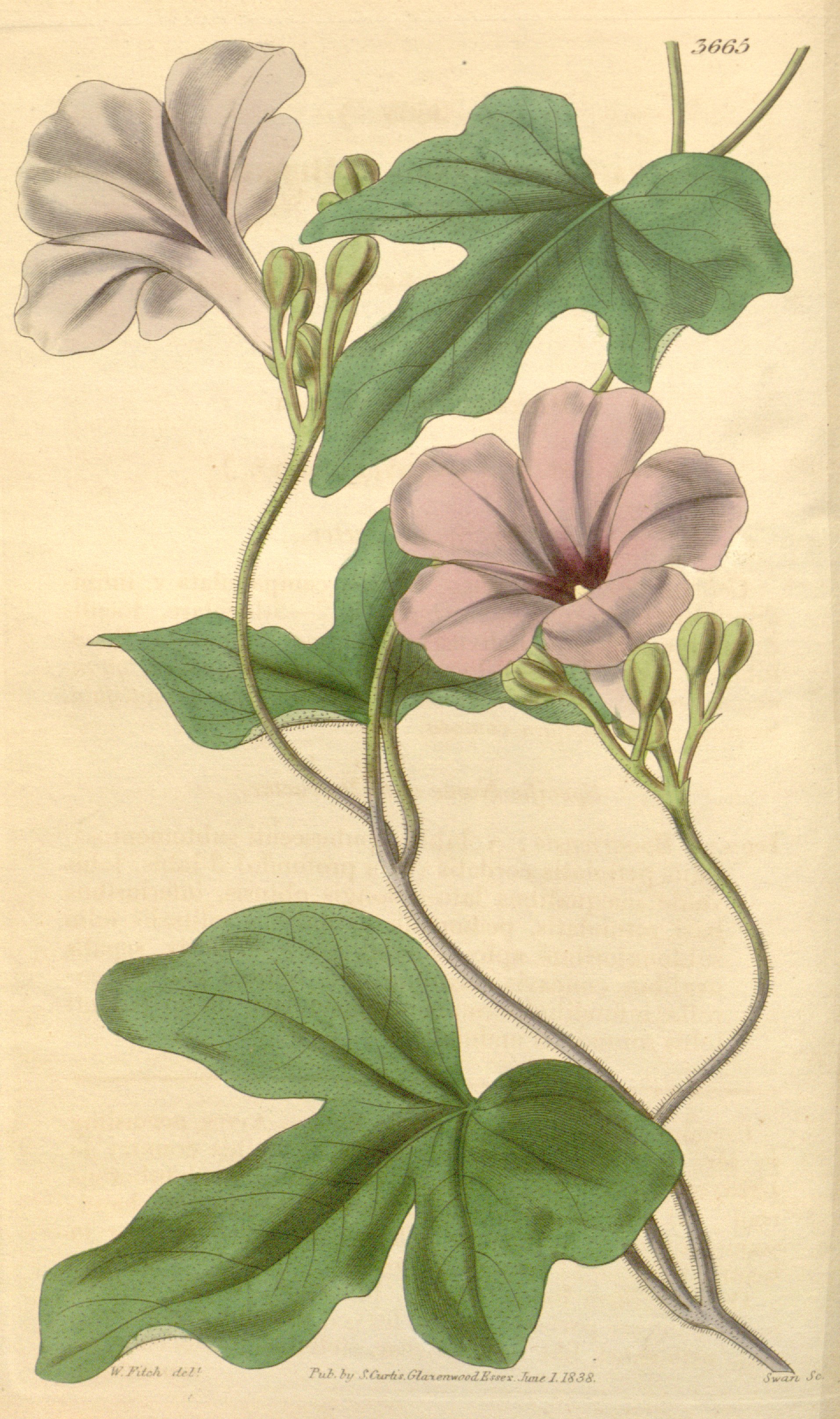 no full size  illustration available (3a)