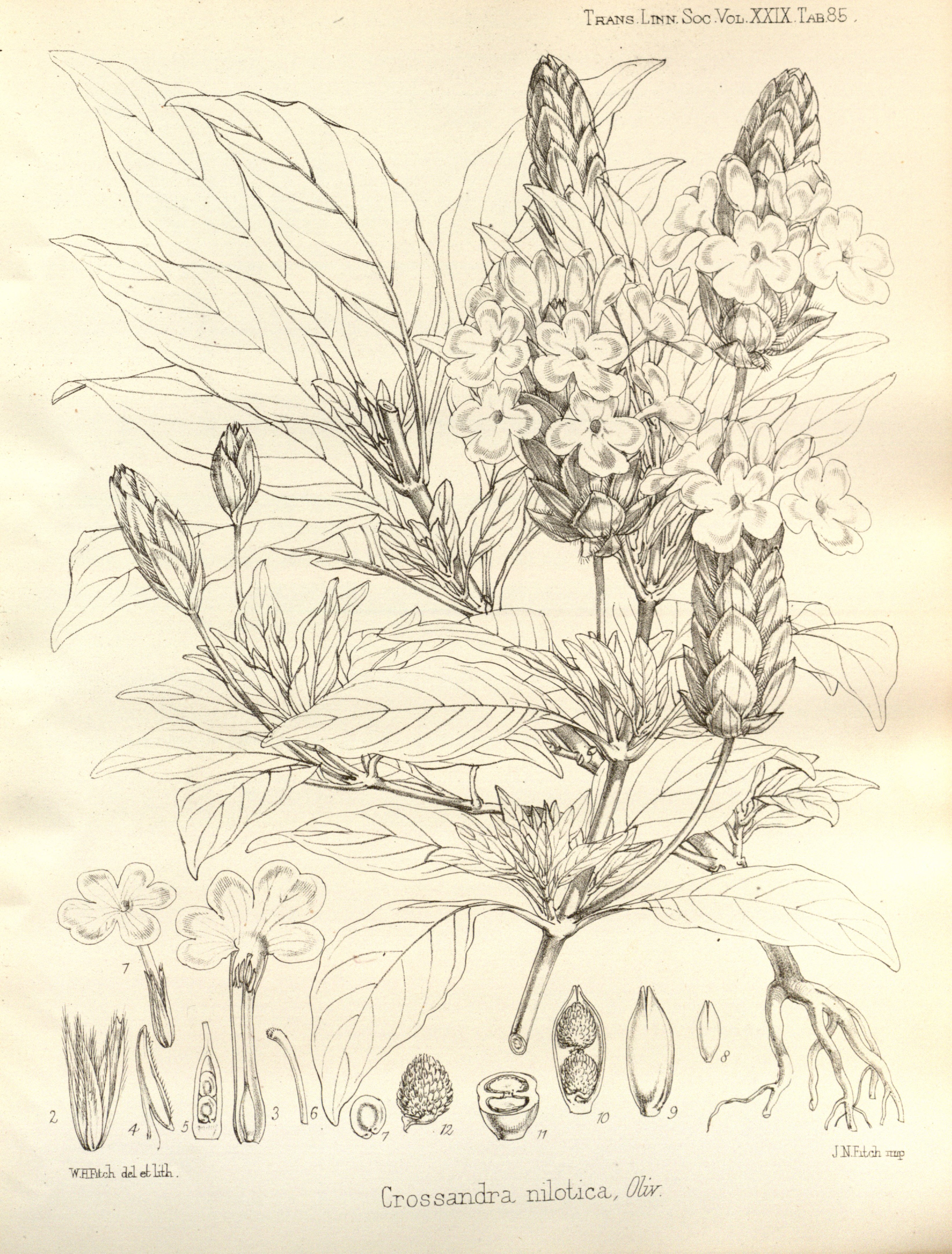 no full size  illustration available (3a)