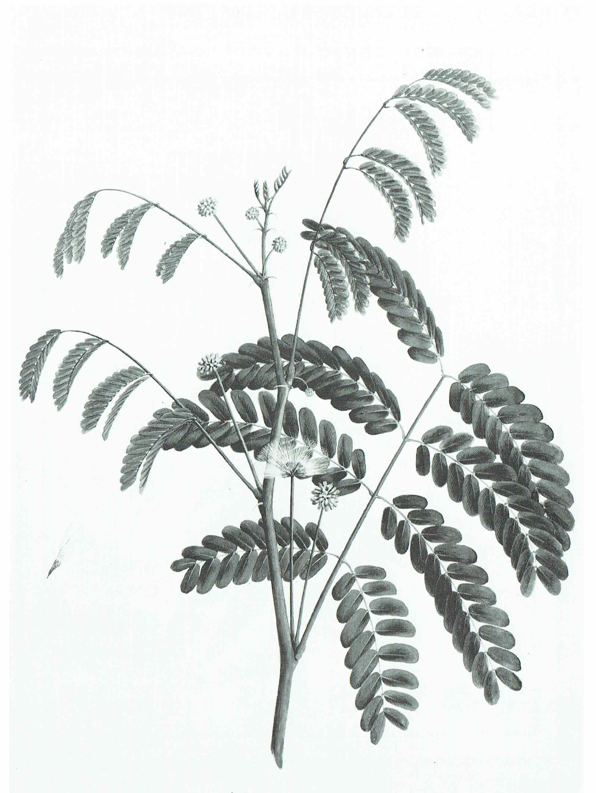 no full size  illustration available (3a)