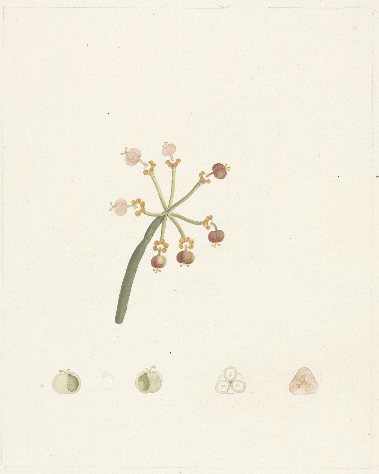 no full size  illustration available (3a)