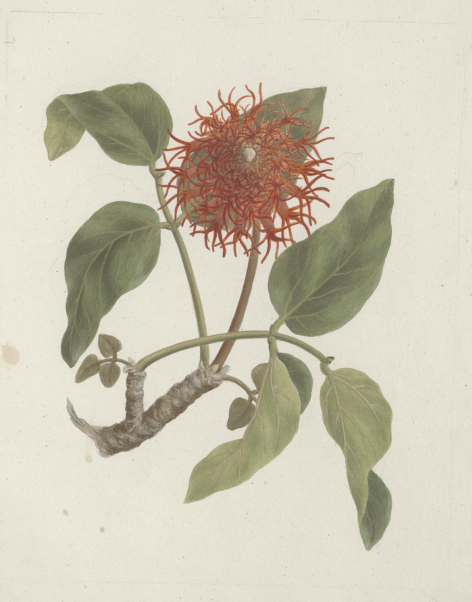 no full size  illustration available (3a)