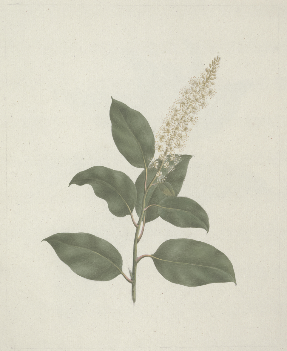 no full size  illustration available (3a)