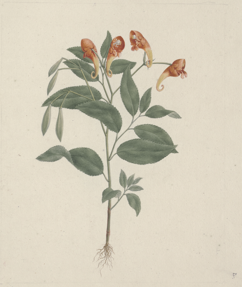 no full size  illustration available (3a)