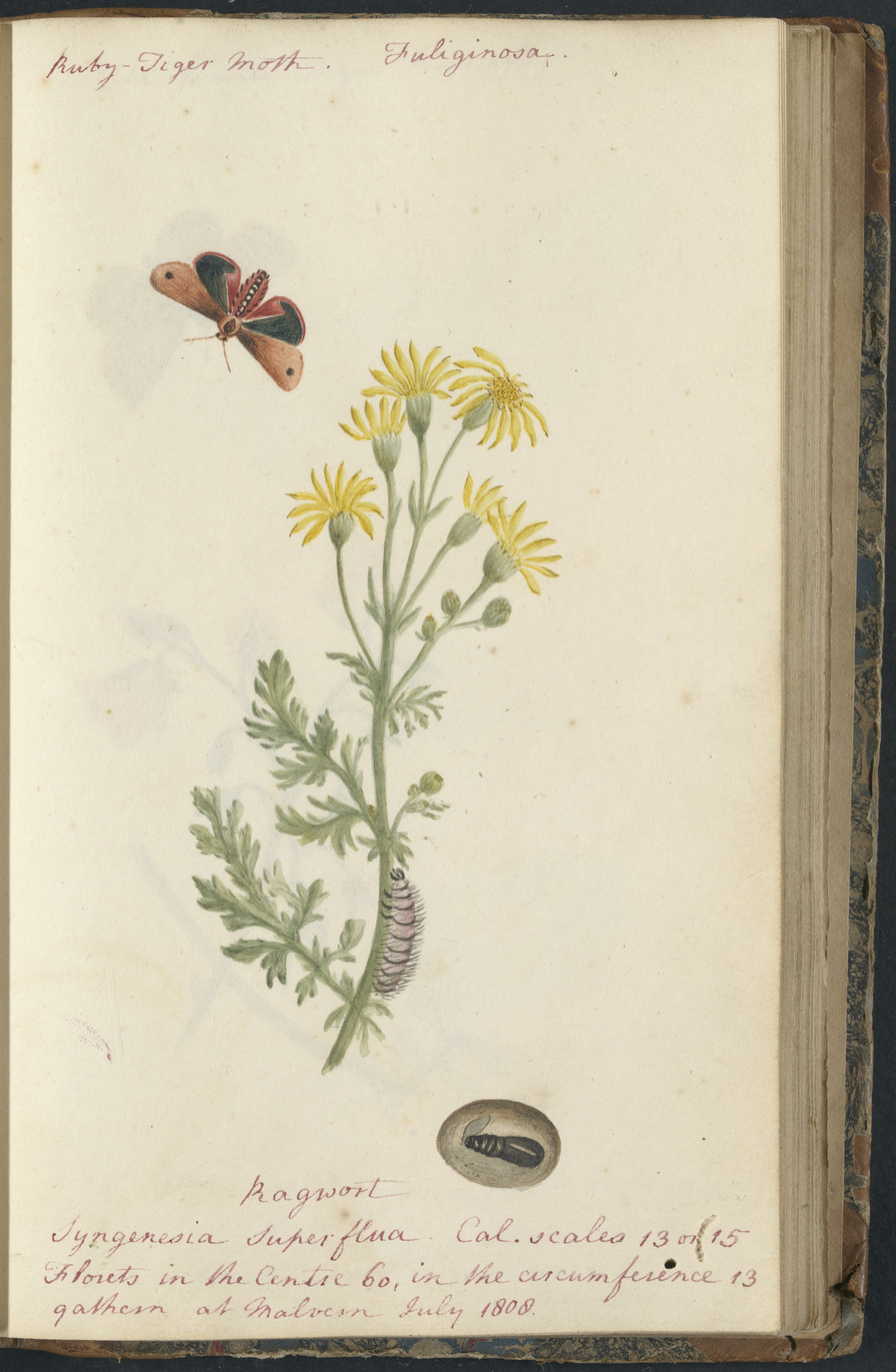 no full size  illustration available (3a)