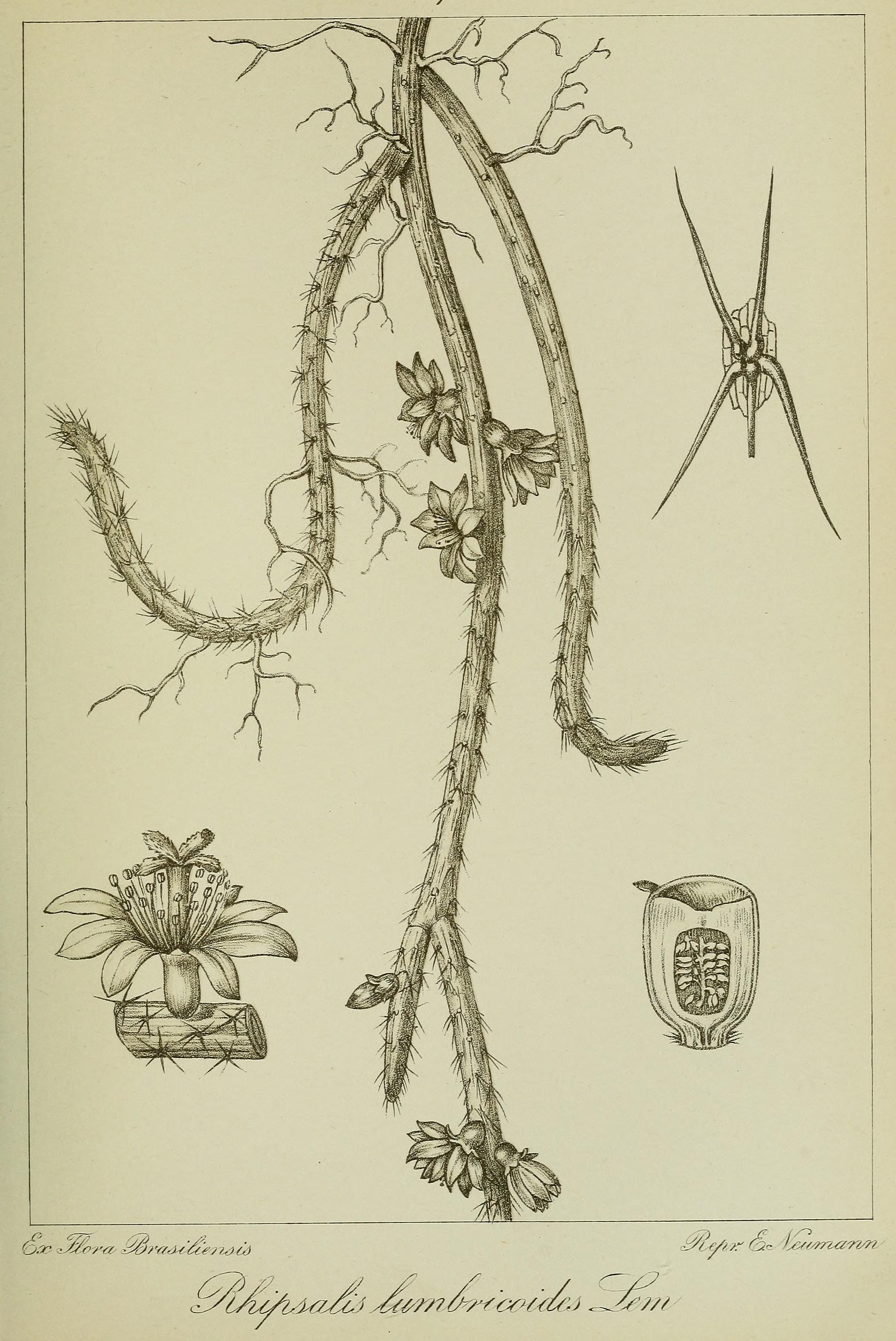 no full size  illustration available (3a)