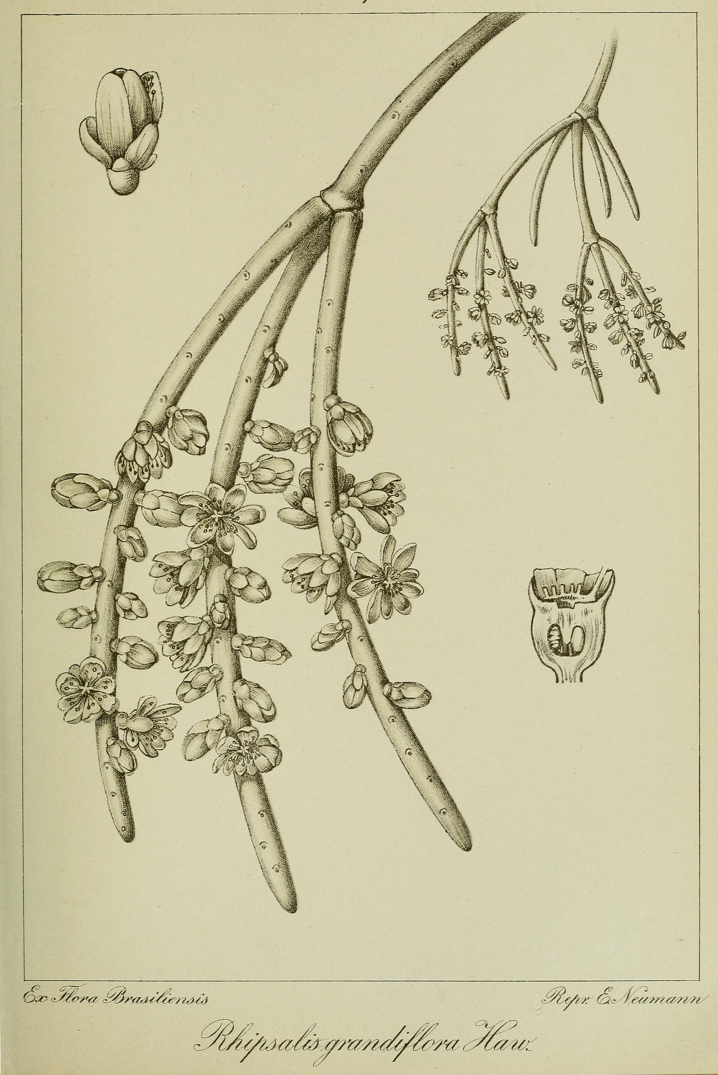 no full size  illustration available (3a)