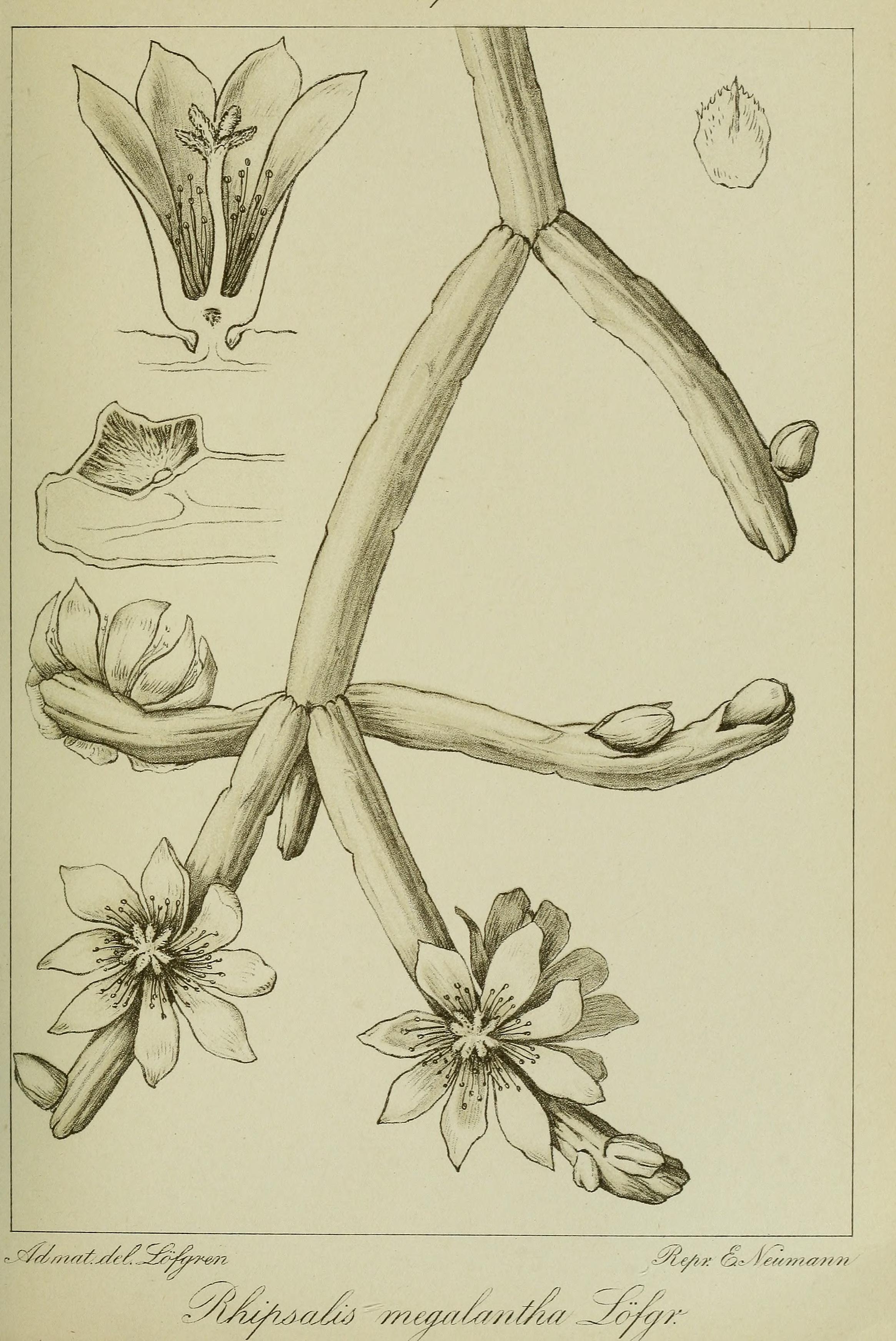 no full size  illustration available (3a)