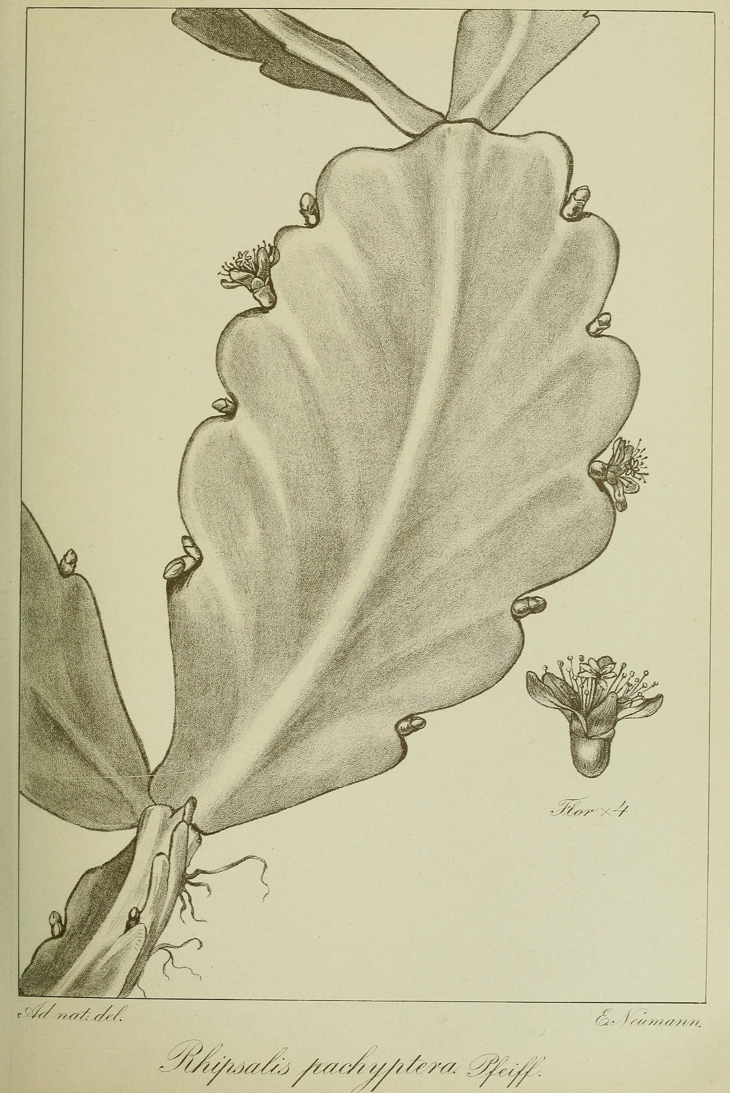 no full size  illustration available (3a)