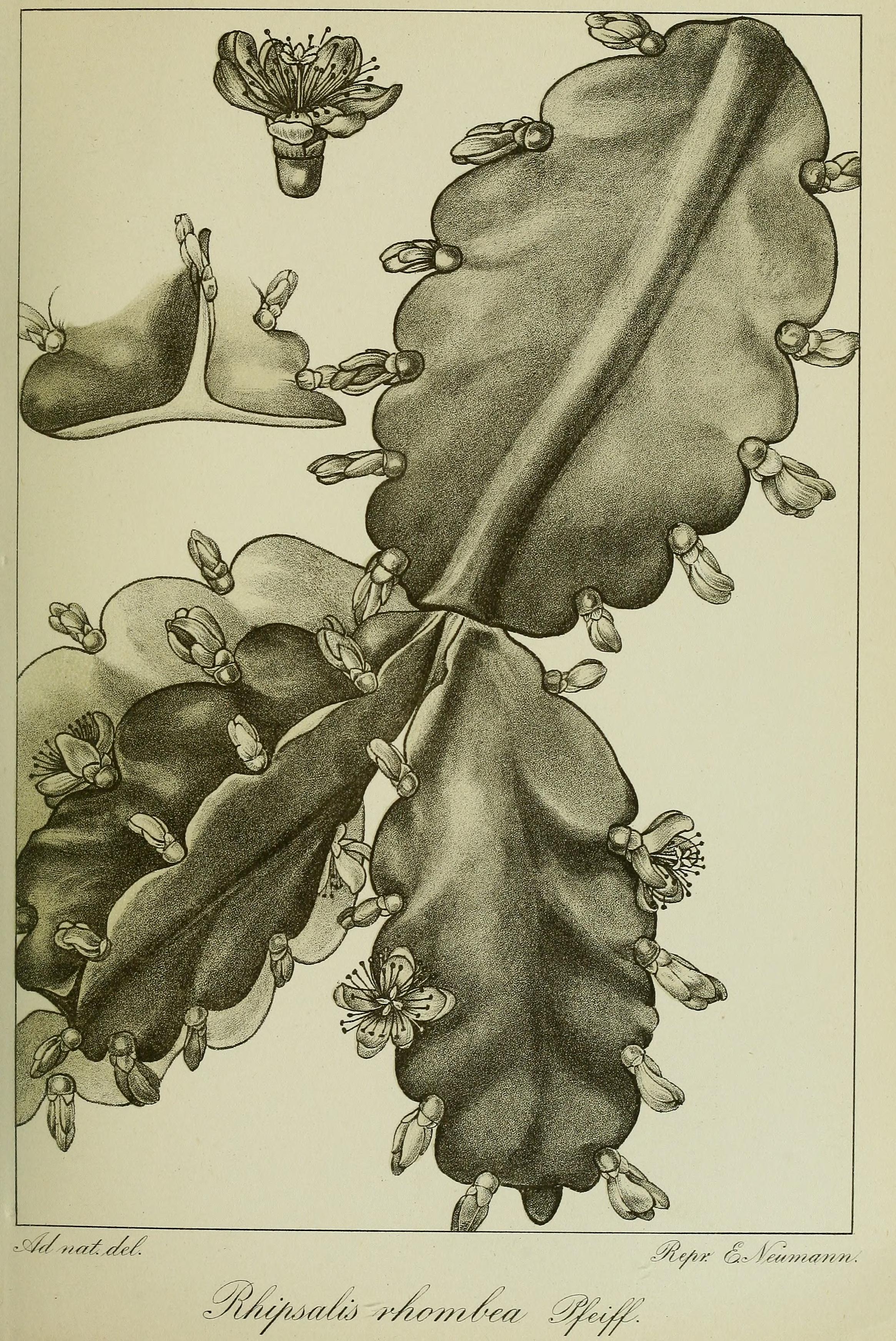 no full size  illustration available (3a)