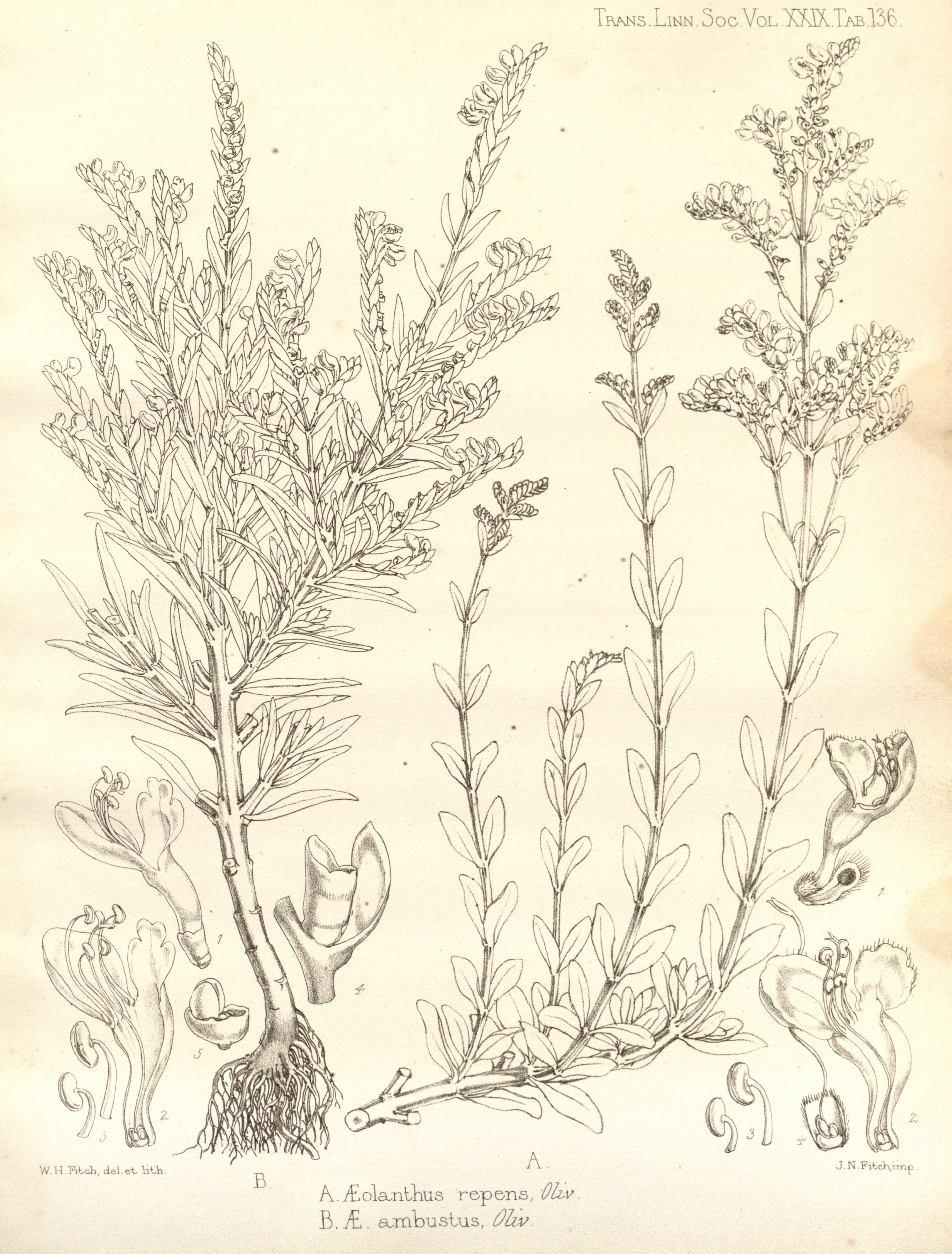 no full size  illustration available (3a)