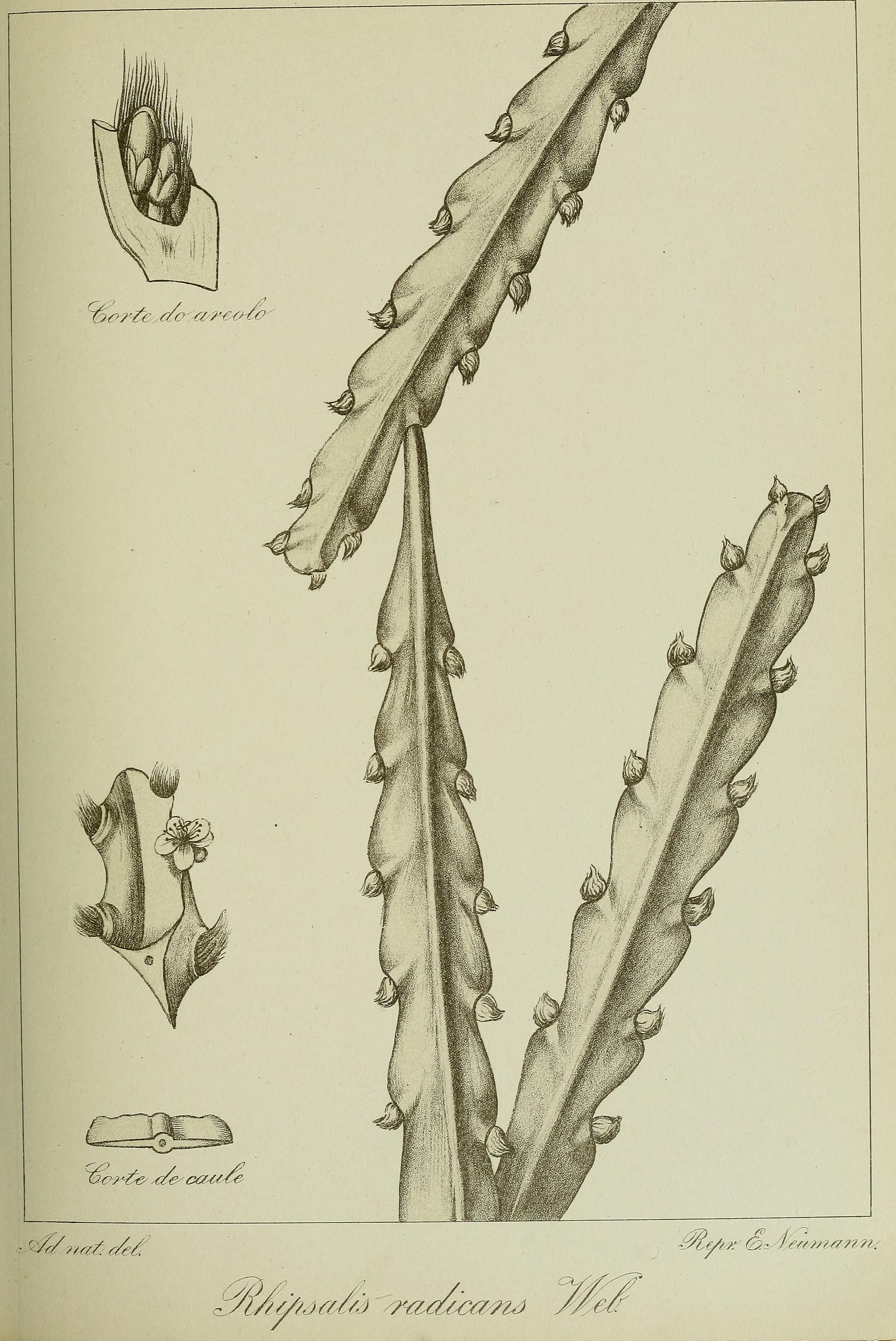 no full size  illustration available (3a)