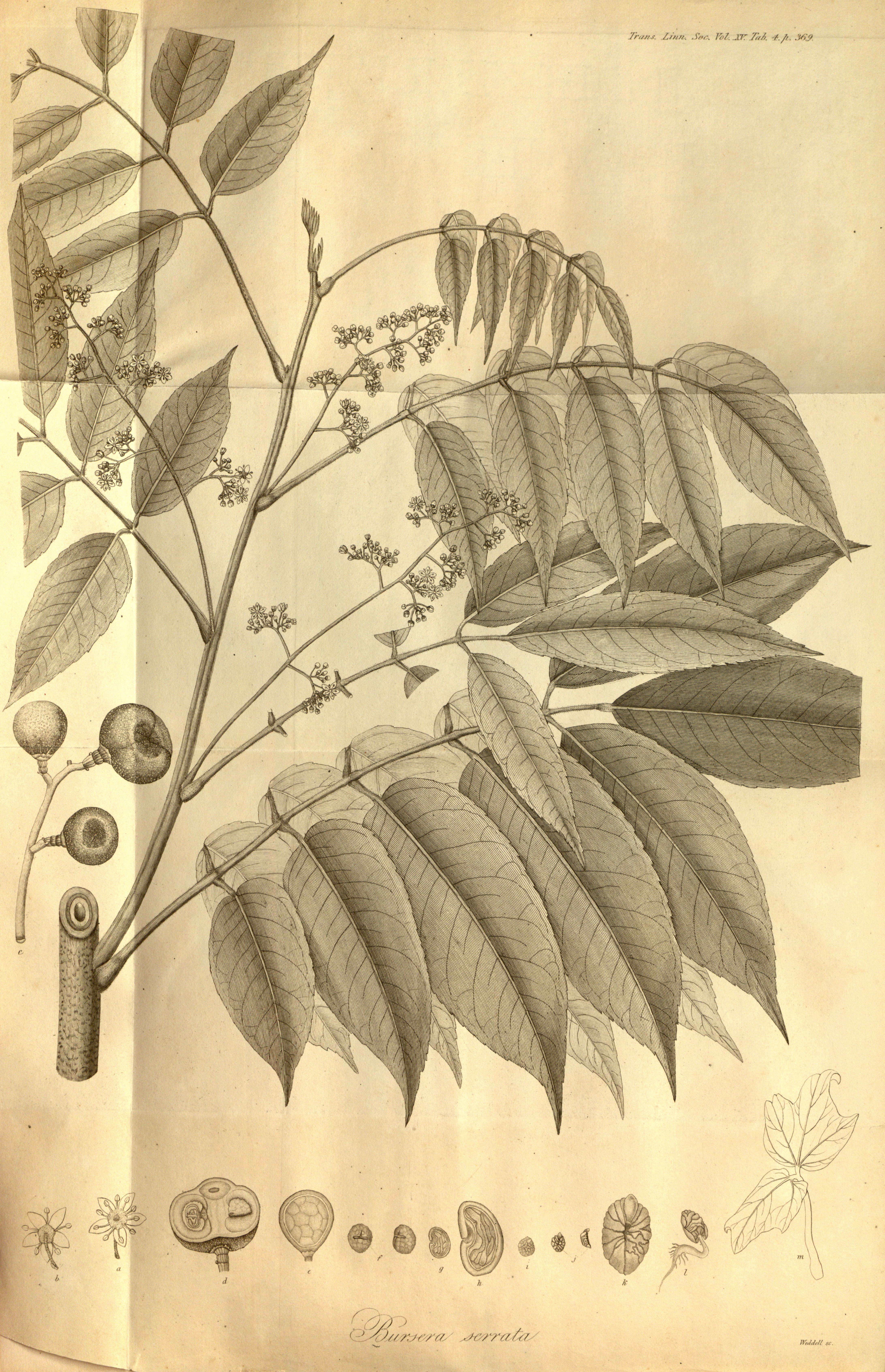 no full size  illustration available (3a)