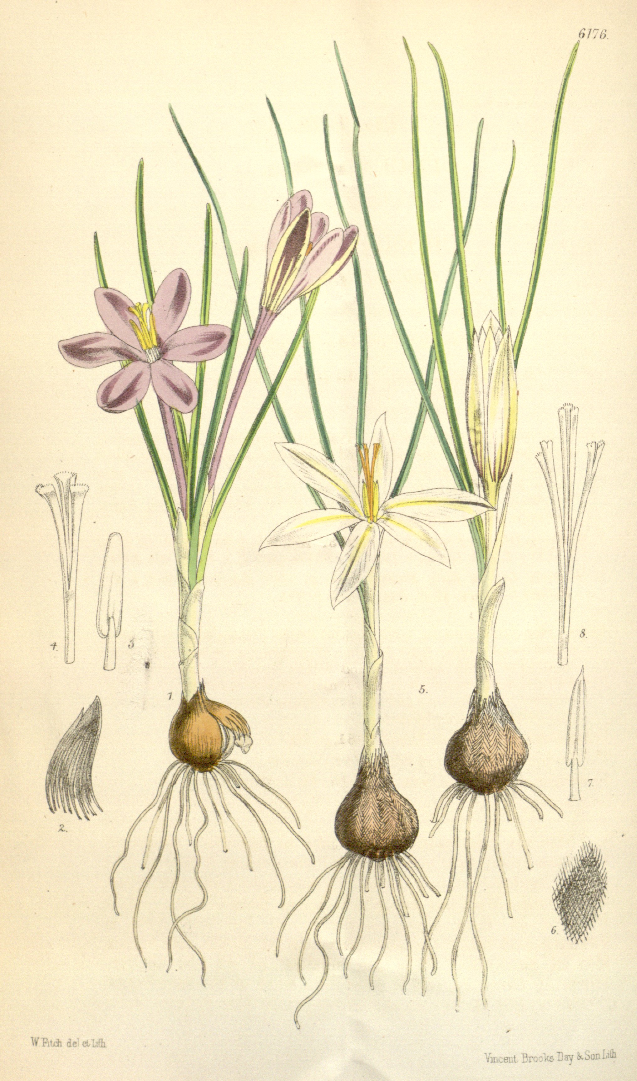 no full size  illustration available (3a)