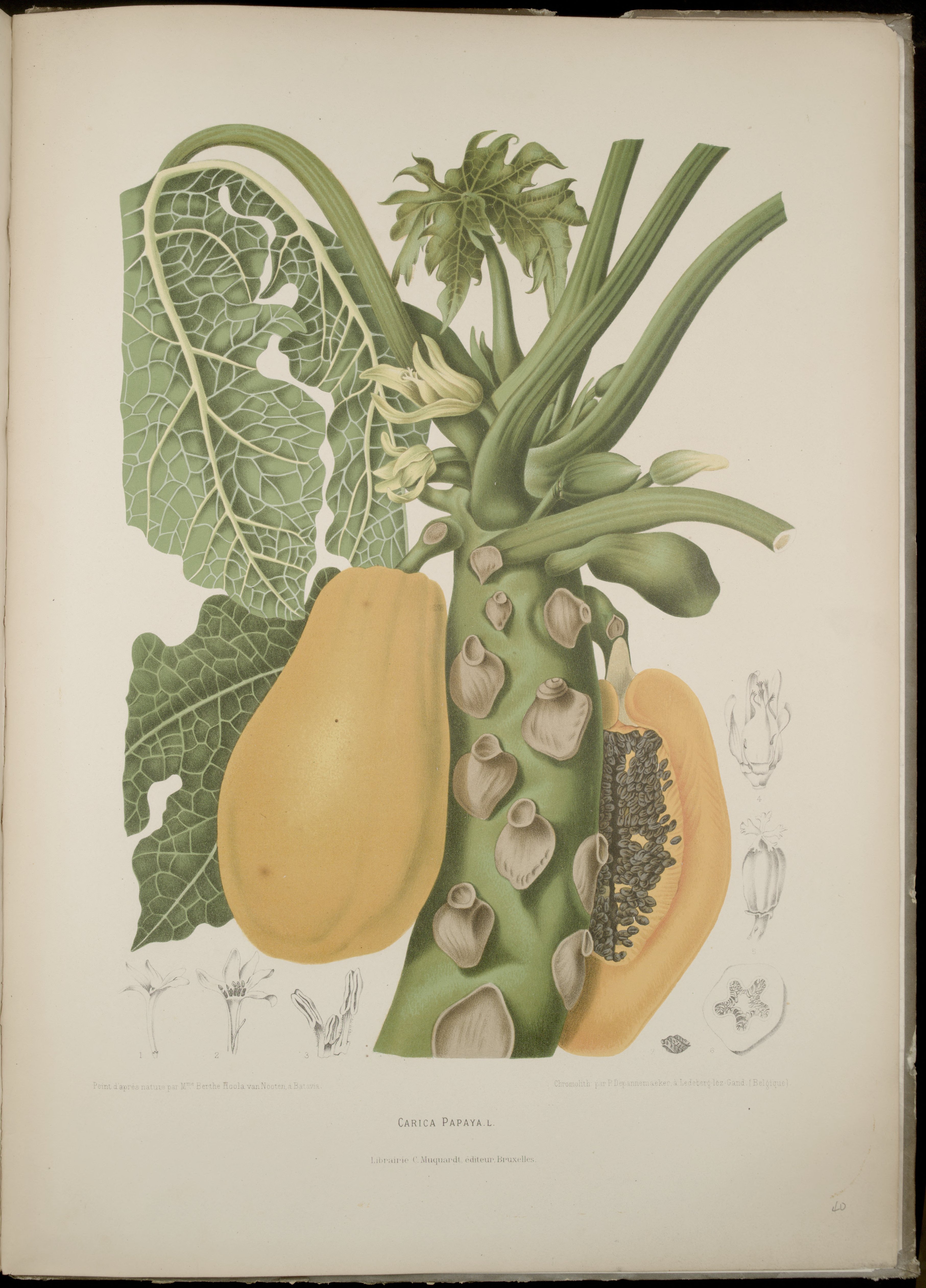 no full size  illustration available (3a)