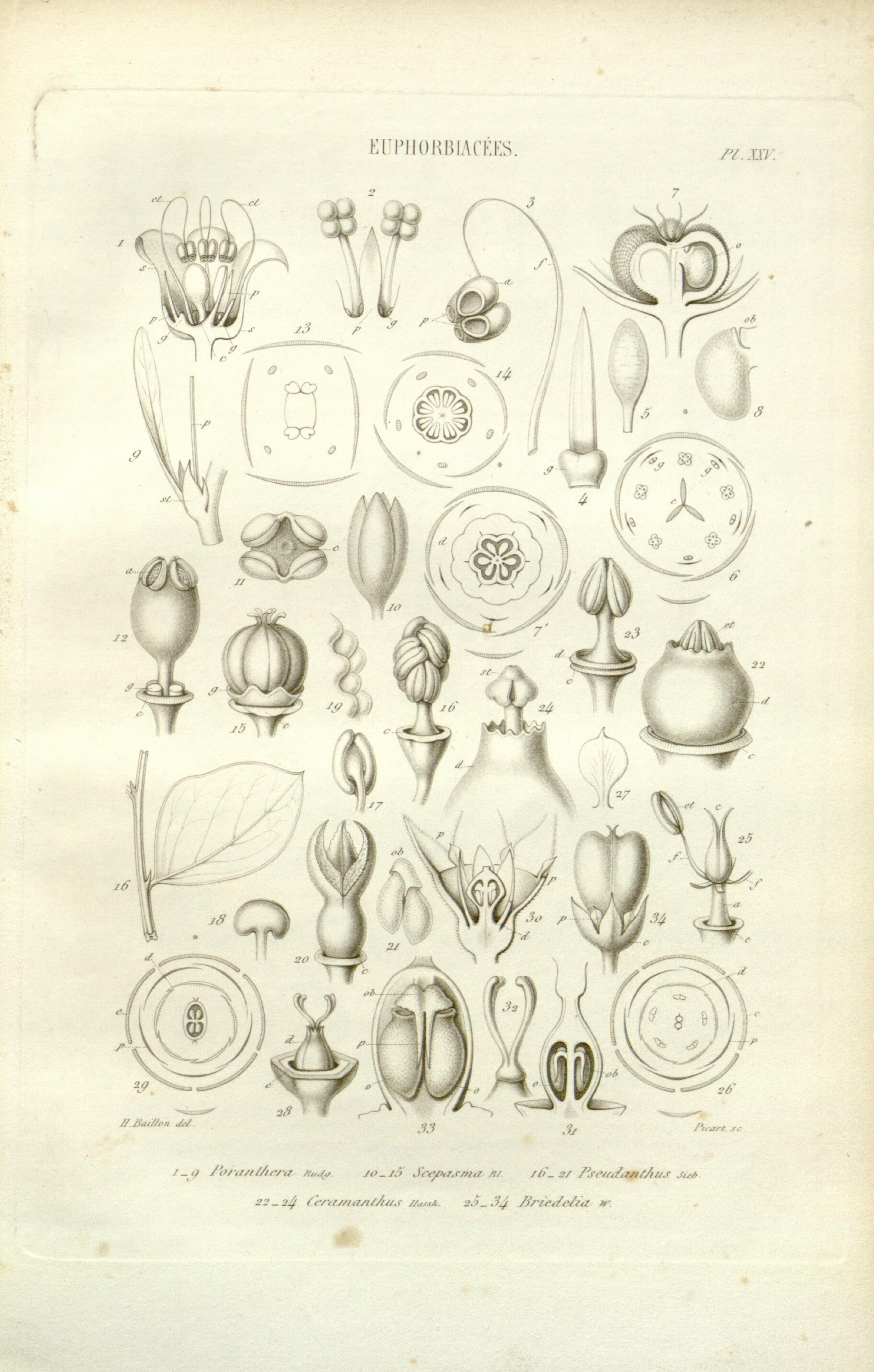 no full size  illustration available (3a)