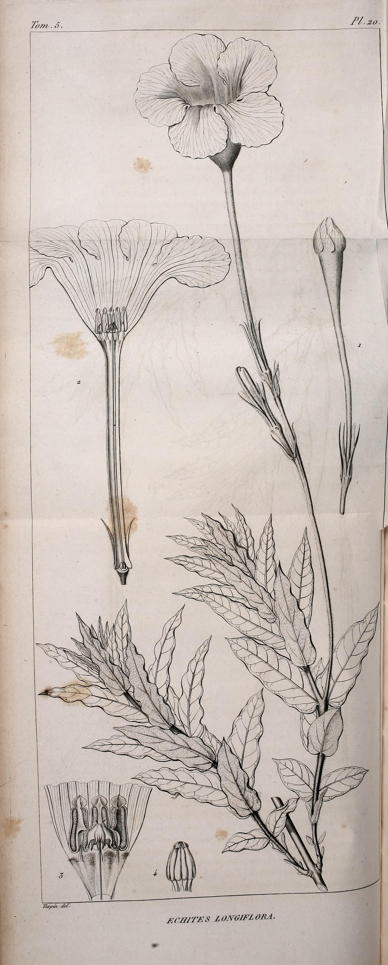 no full size  illustration available (3a)