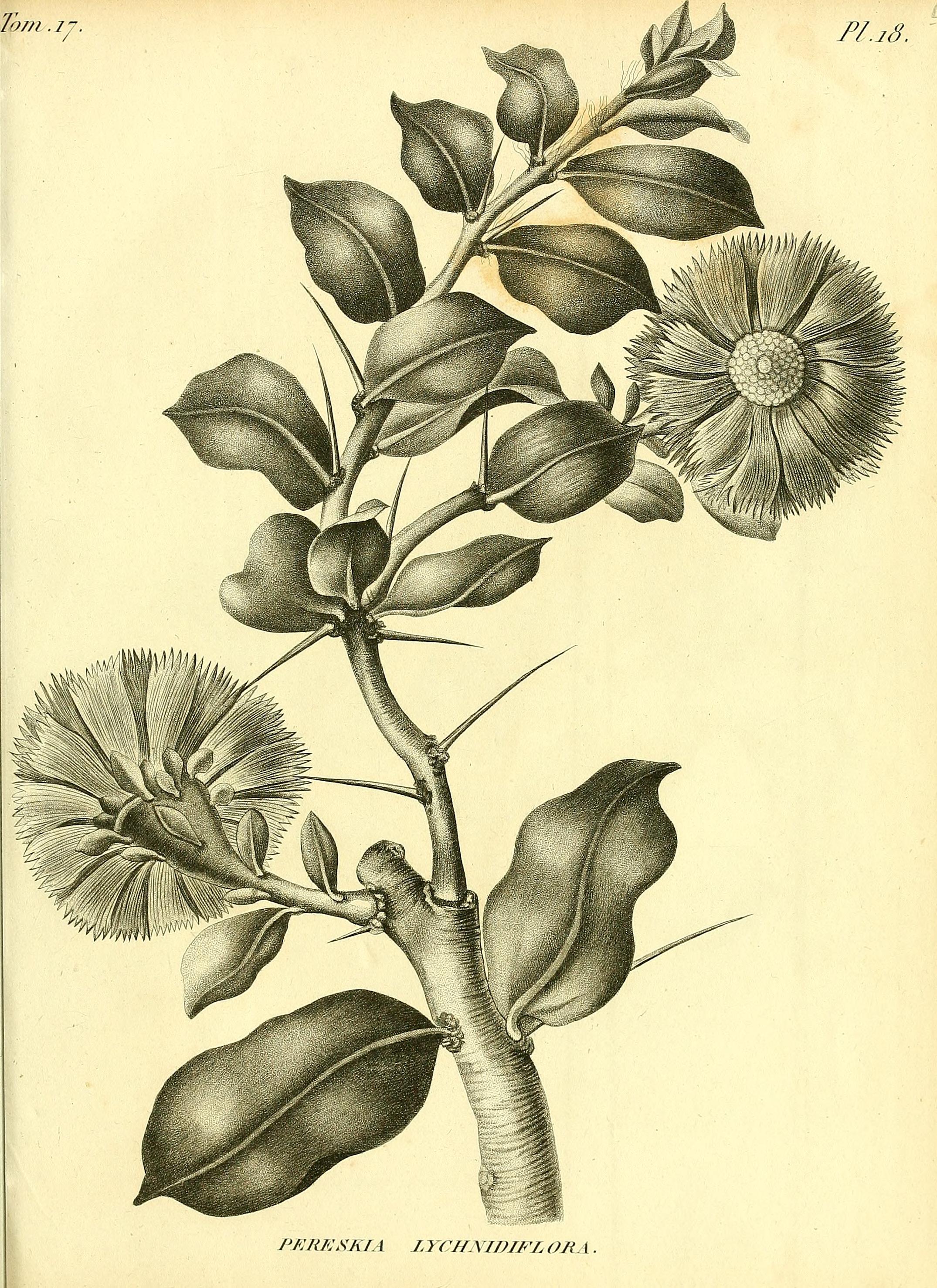 no full size  illustration available (3a)