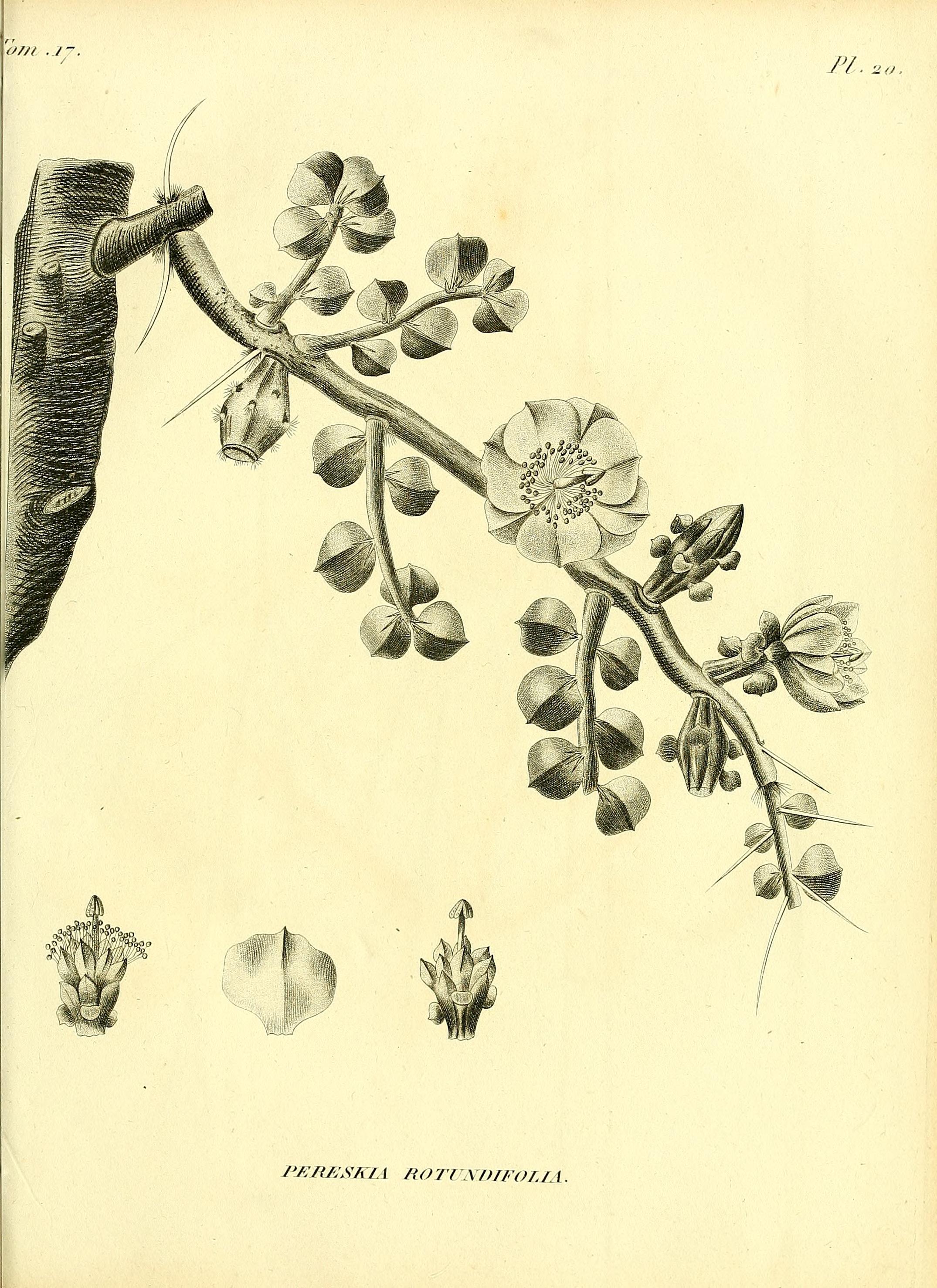 no full size  illustration available (3a)