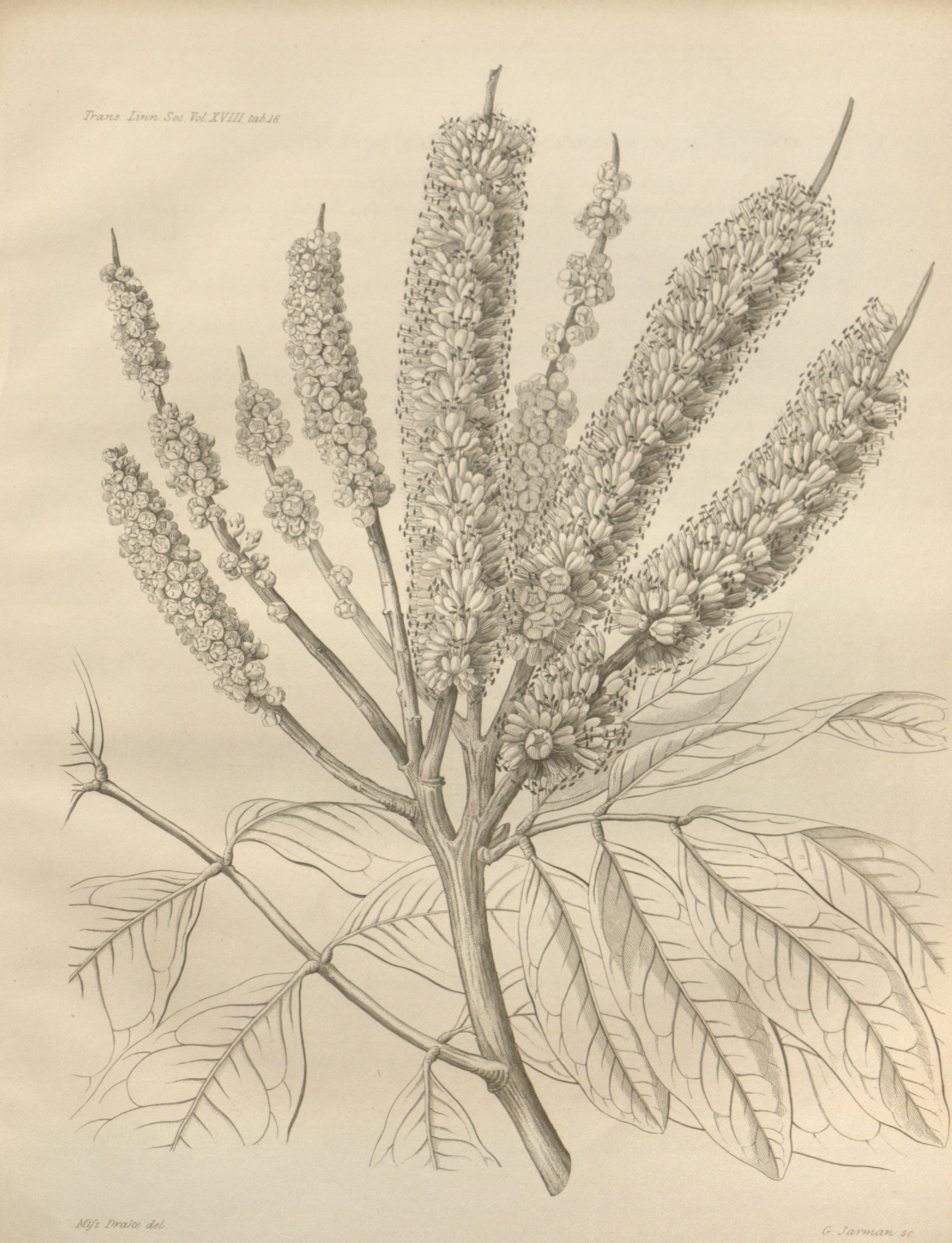 no full size  illustration available (3a)