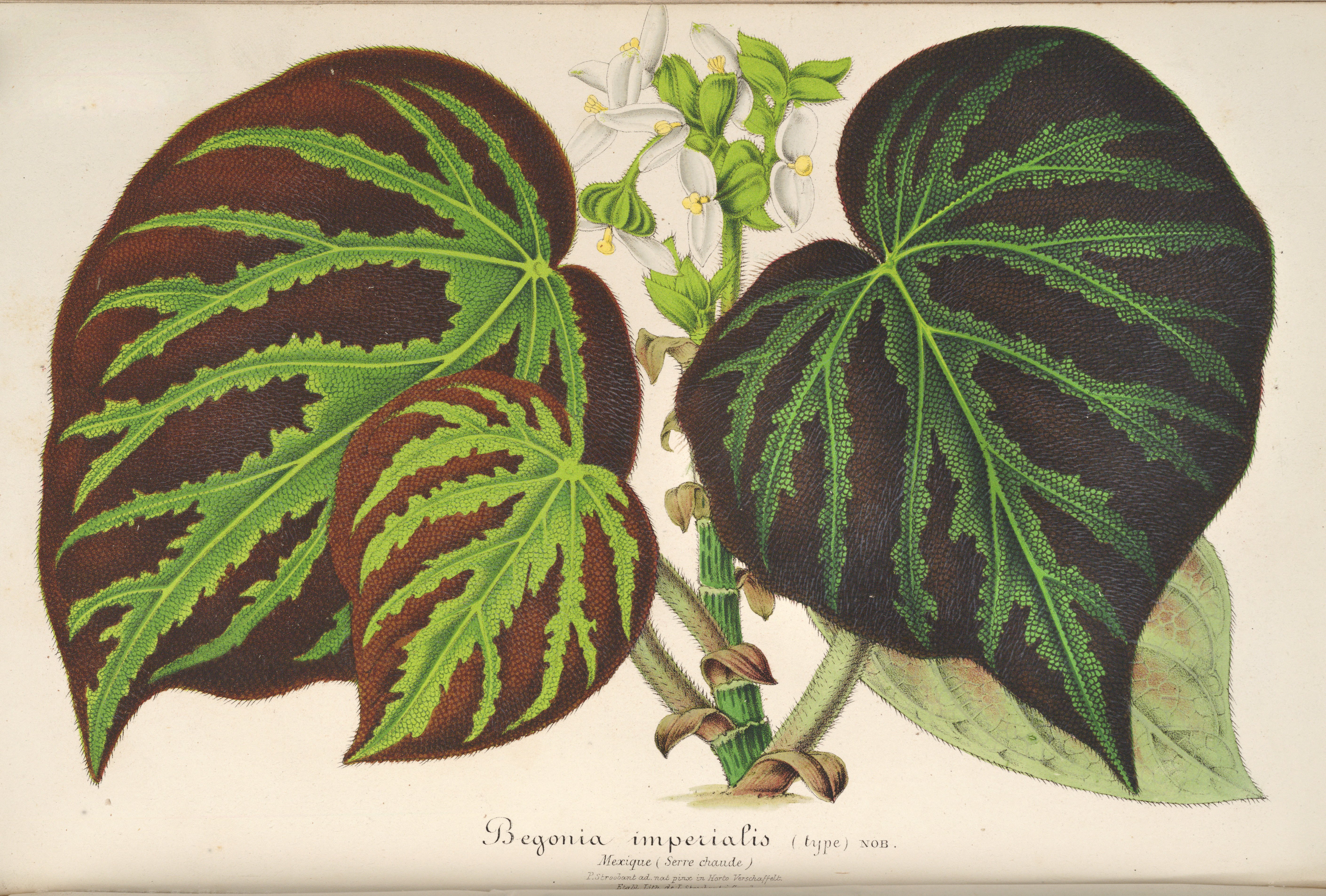 no full size  illustration available (3a)