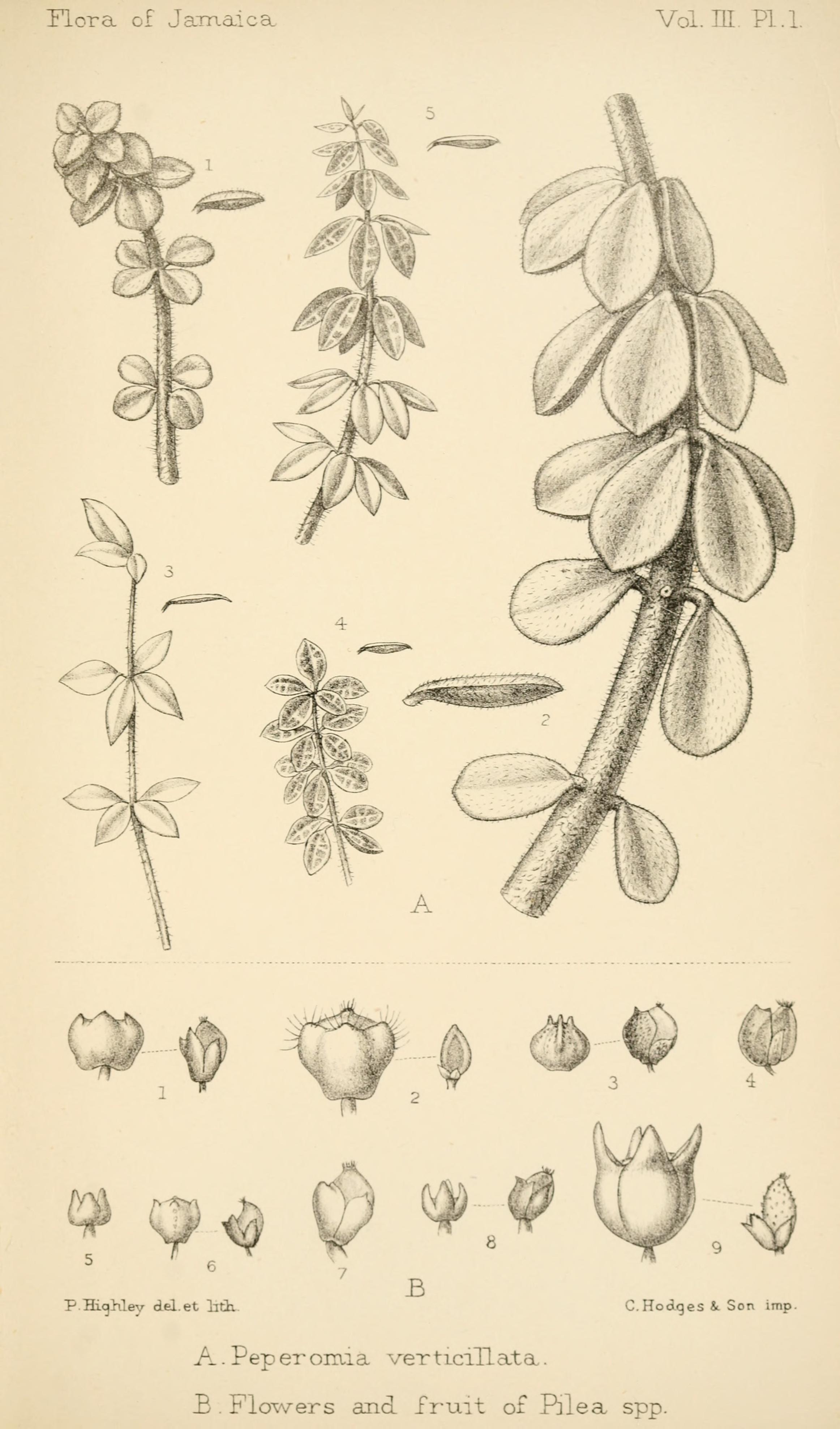 no full size  illustration available (3a)