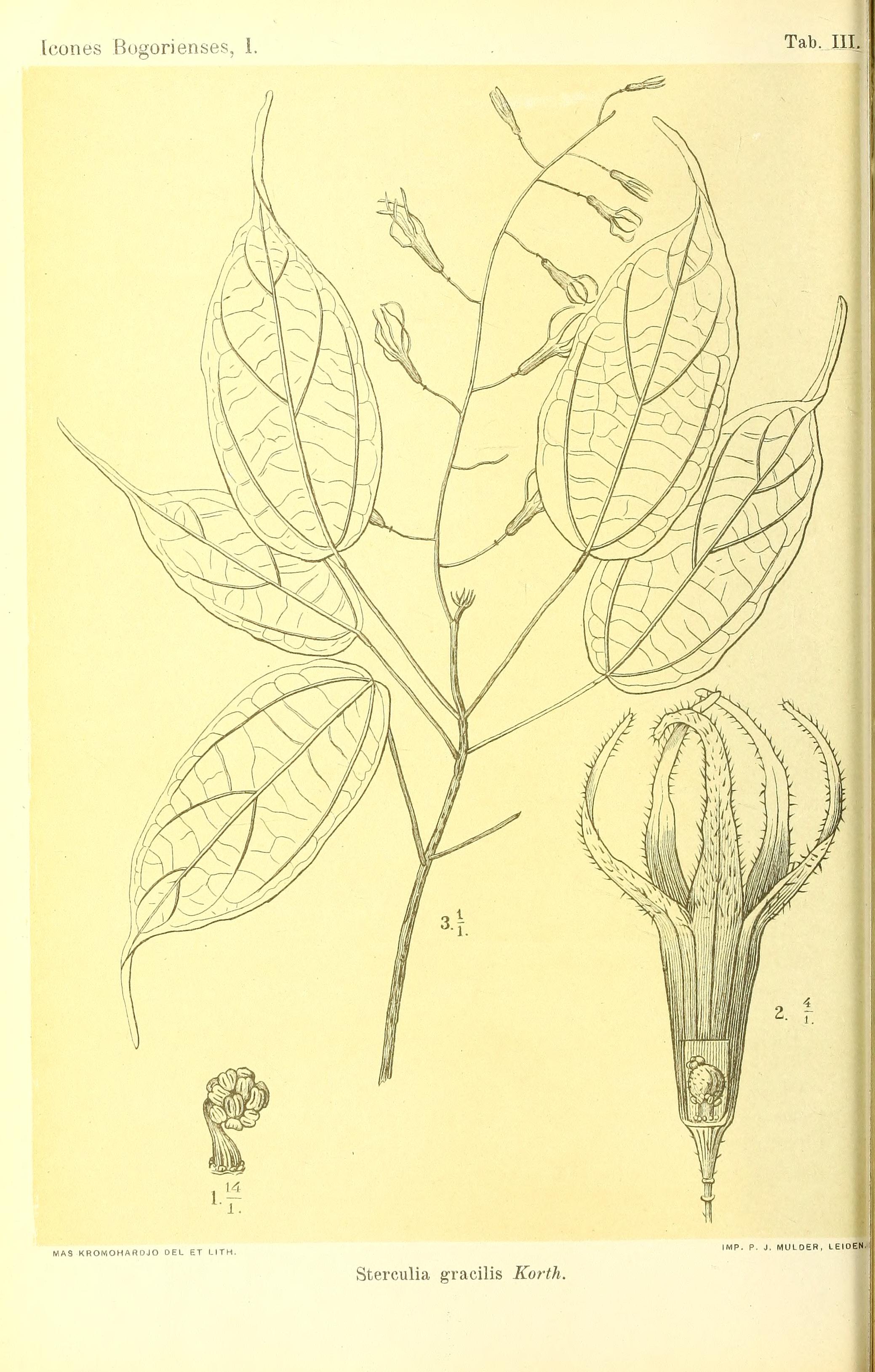 no full size  illustration available (3a)