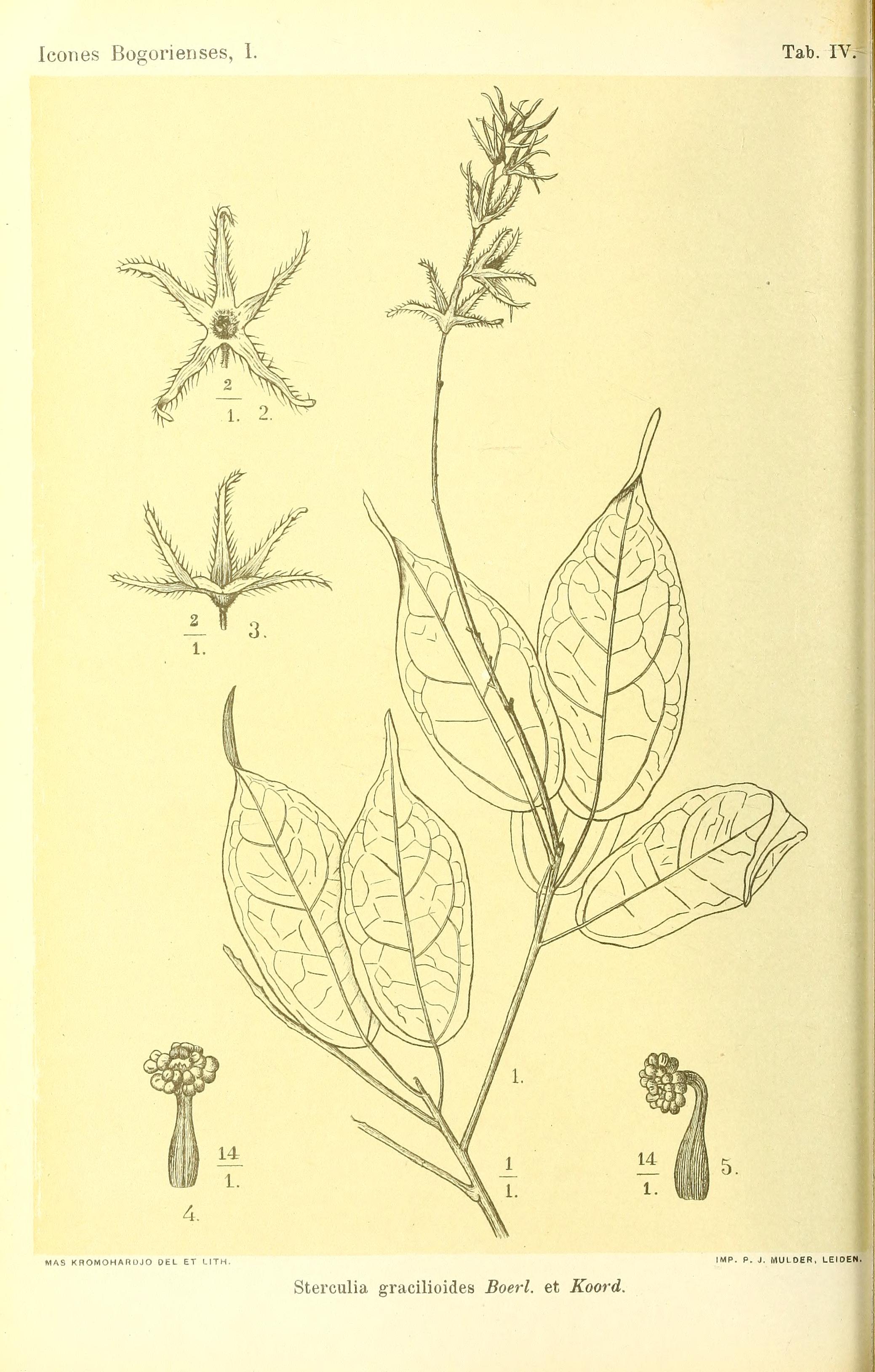 no full size  illustration available (3a)