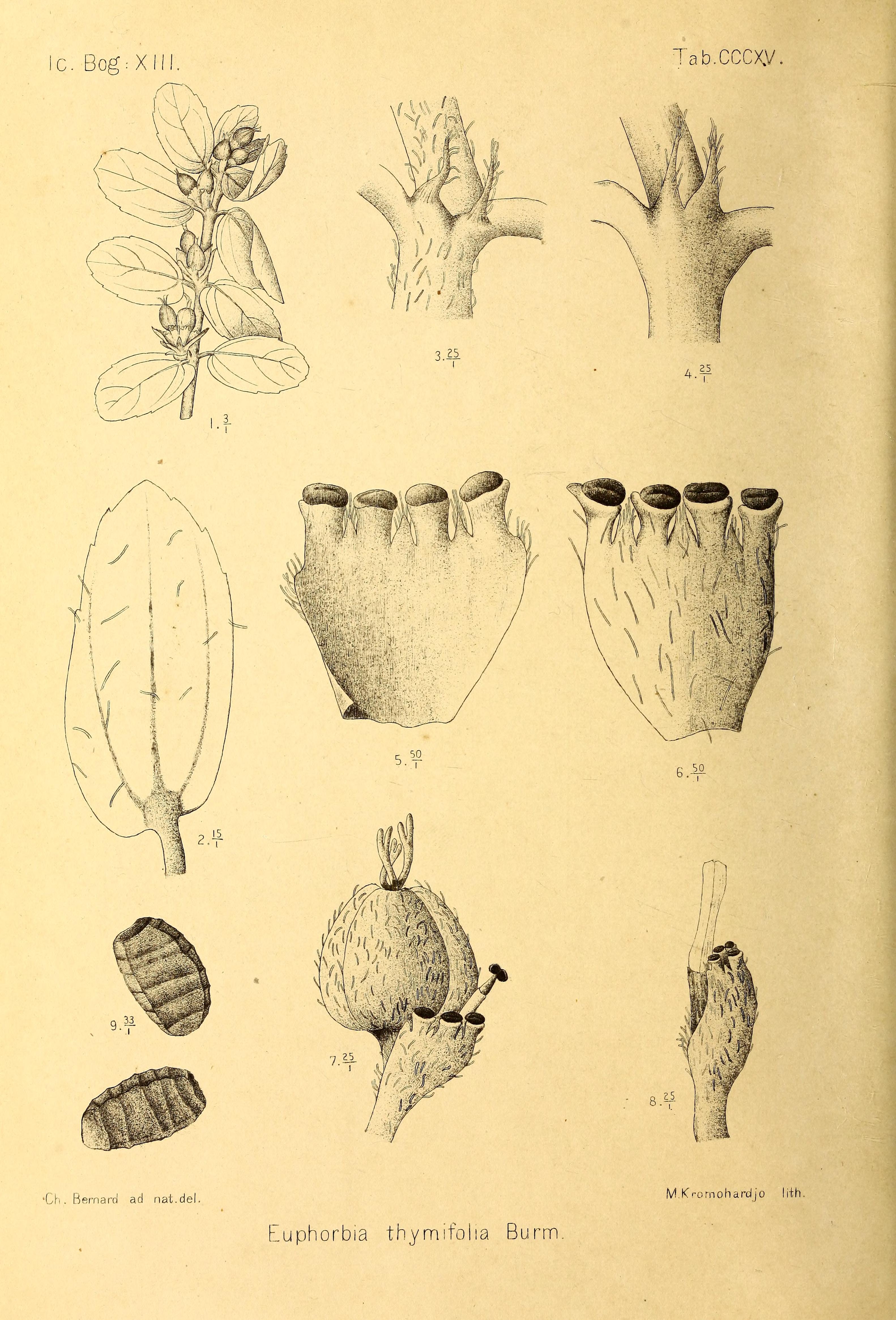 no full size  illustration available (3a)