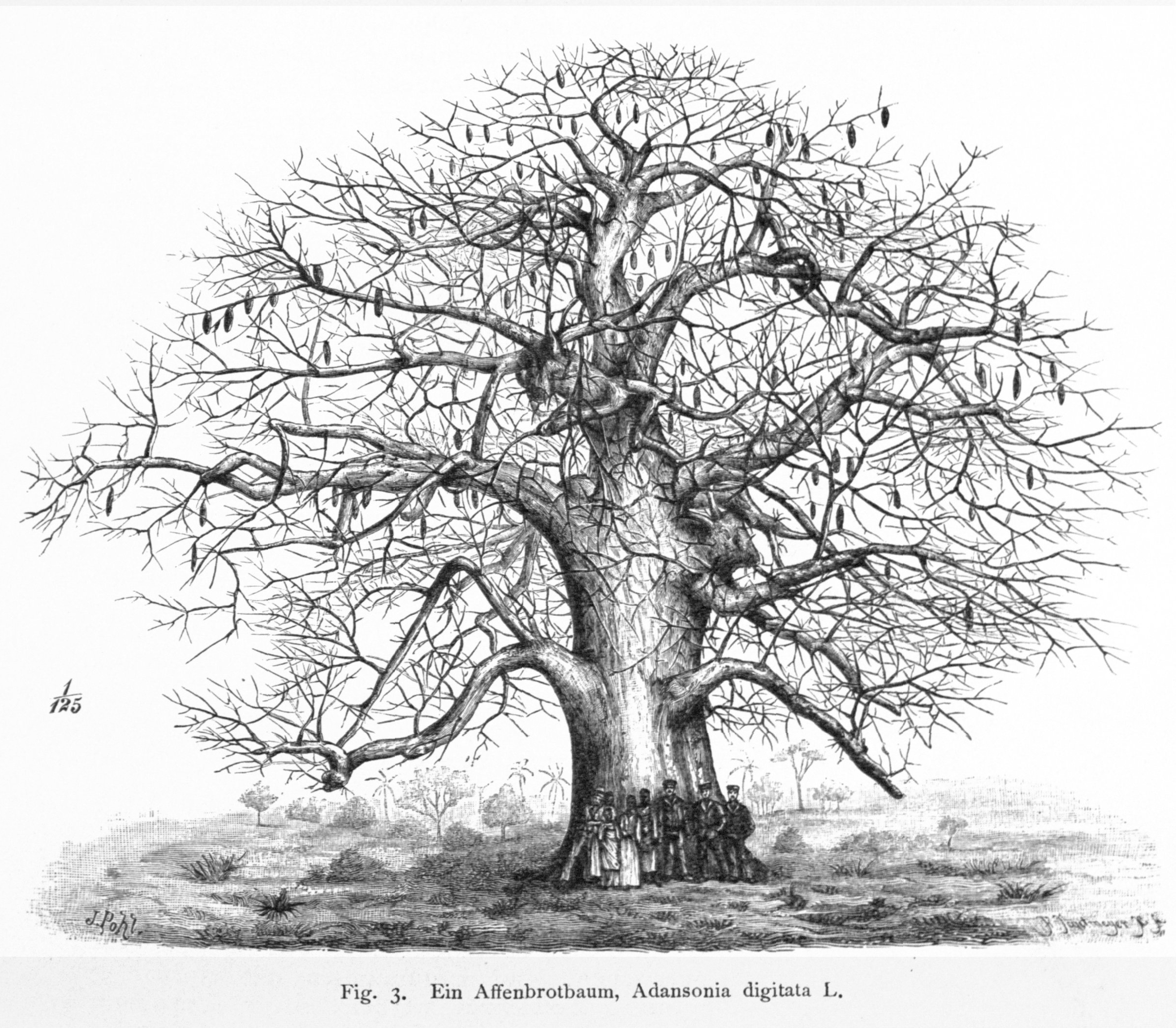 no full size  illustration available (3a)