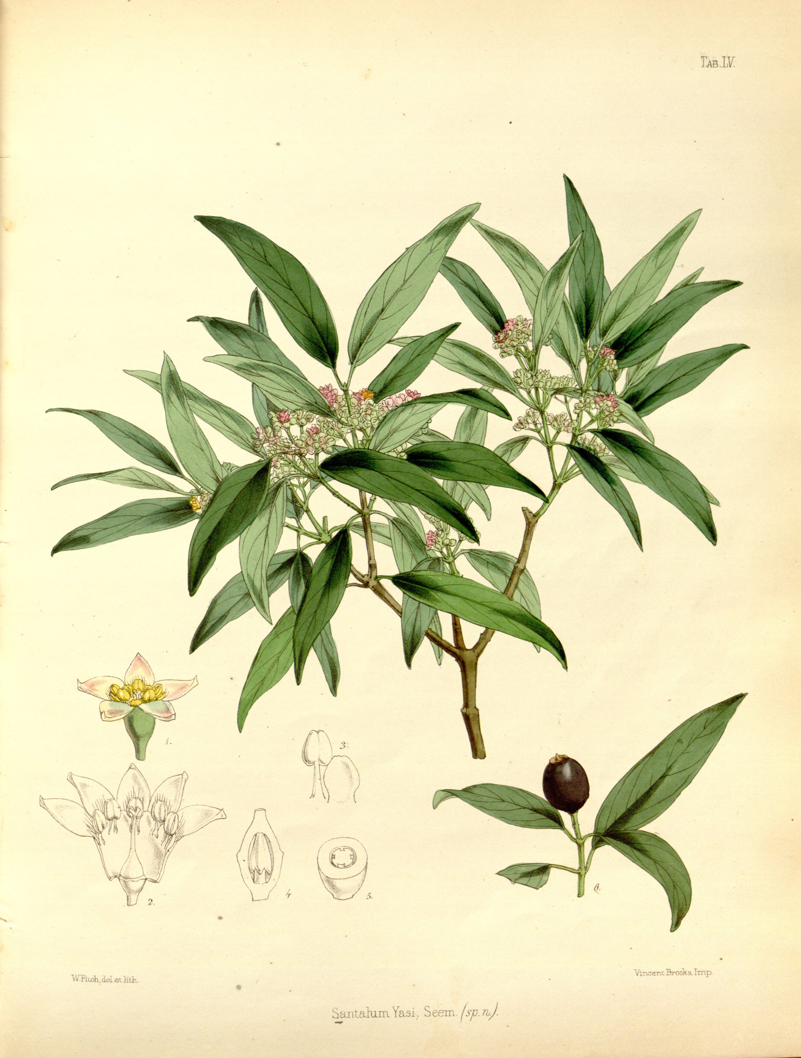 no full size  illustration available (3a)