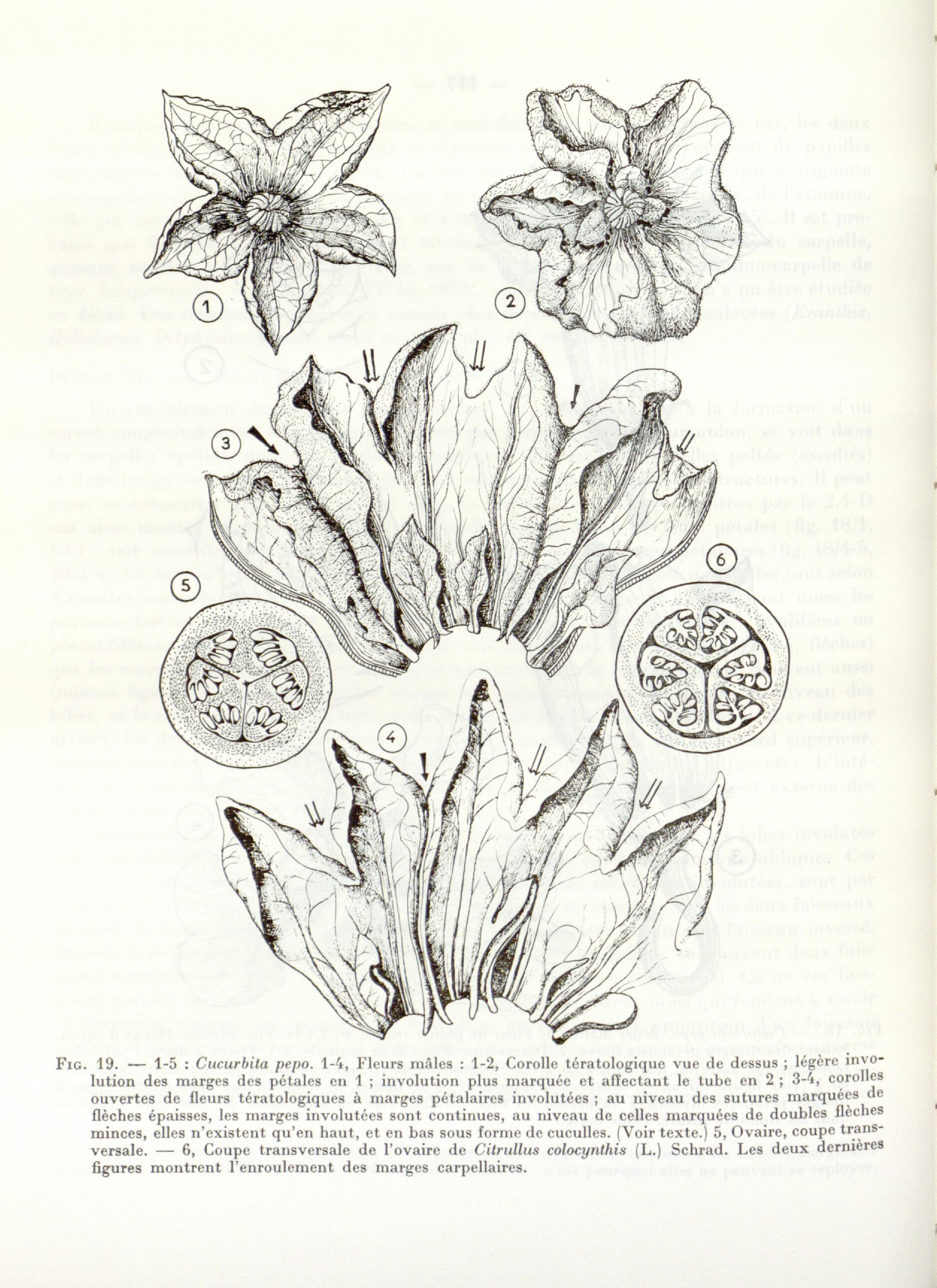 no full size  illustration available (3a)