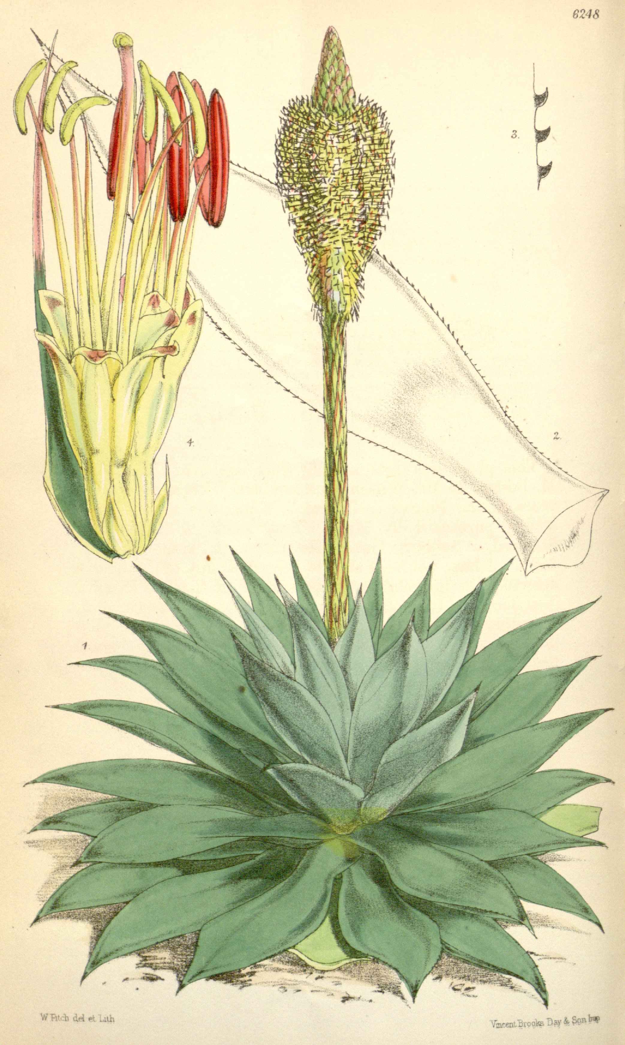 no full size  illustration available (3a)