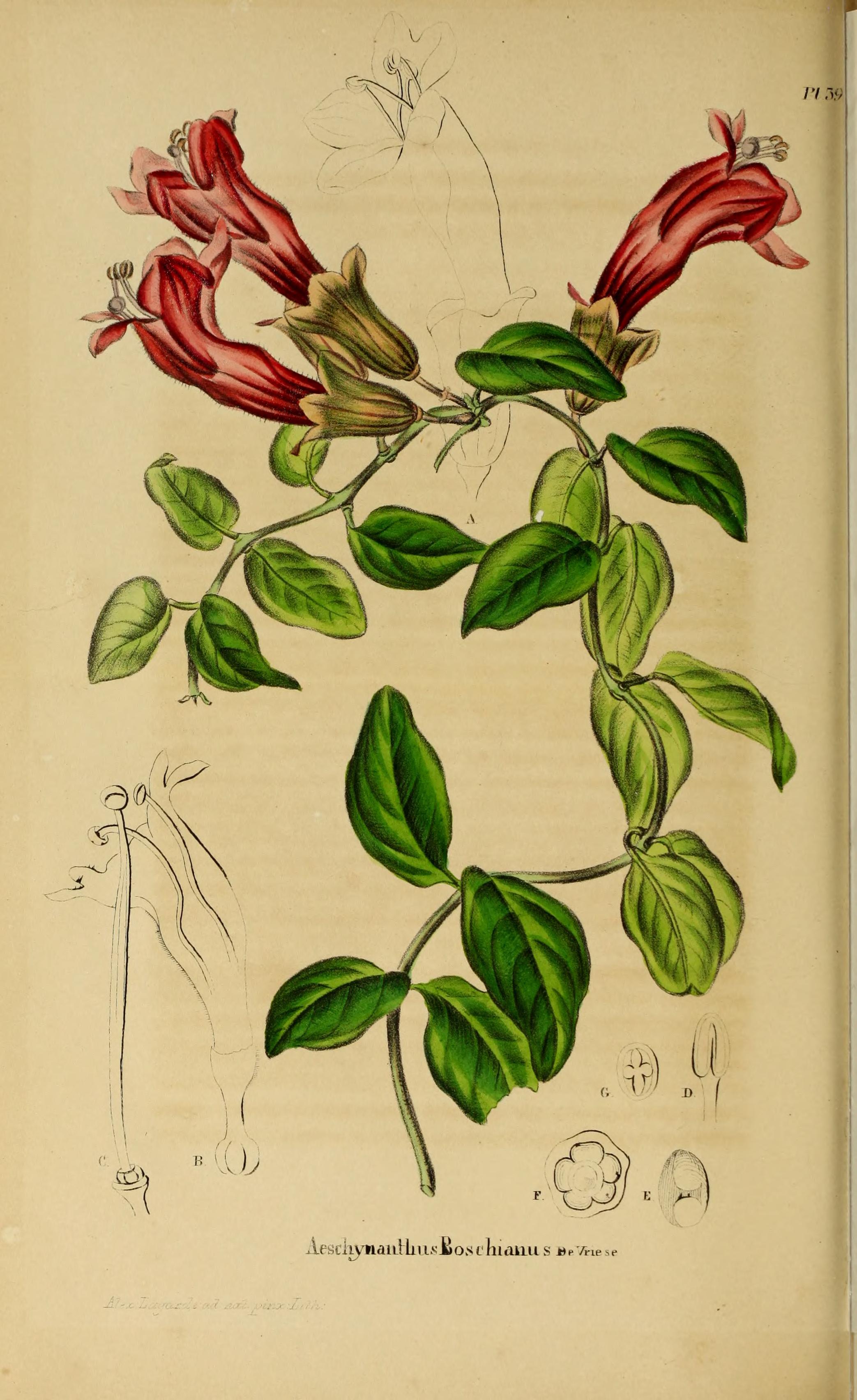 no full size  illustration available (3a)